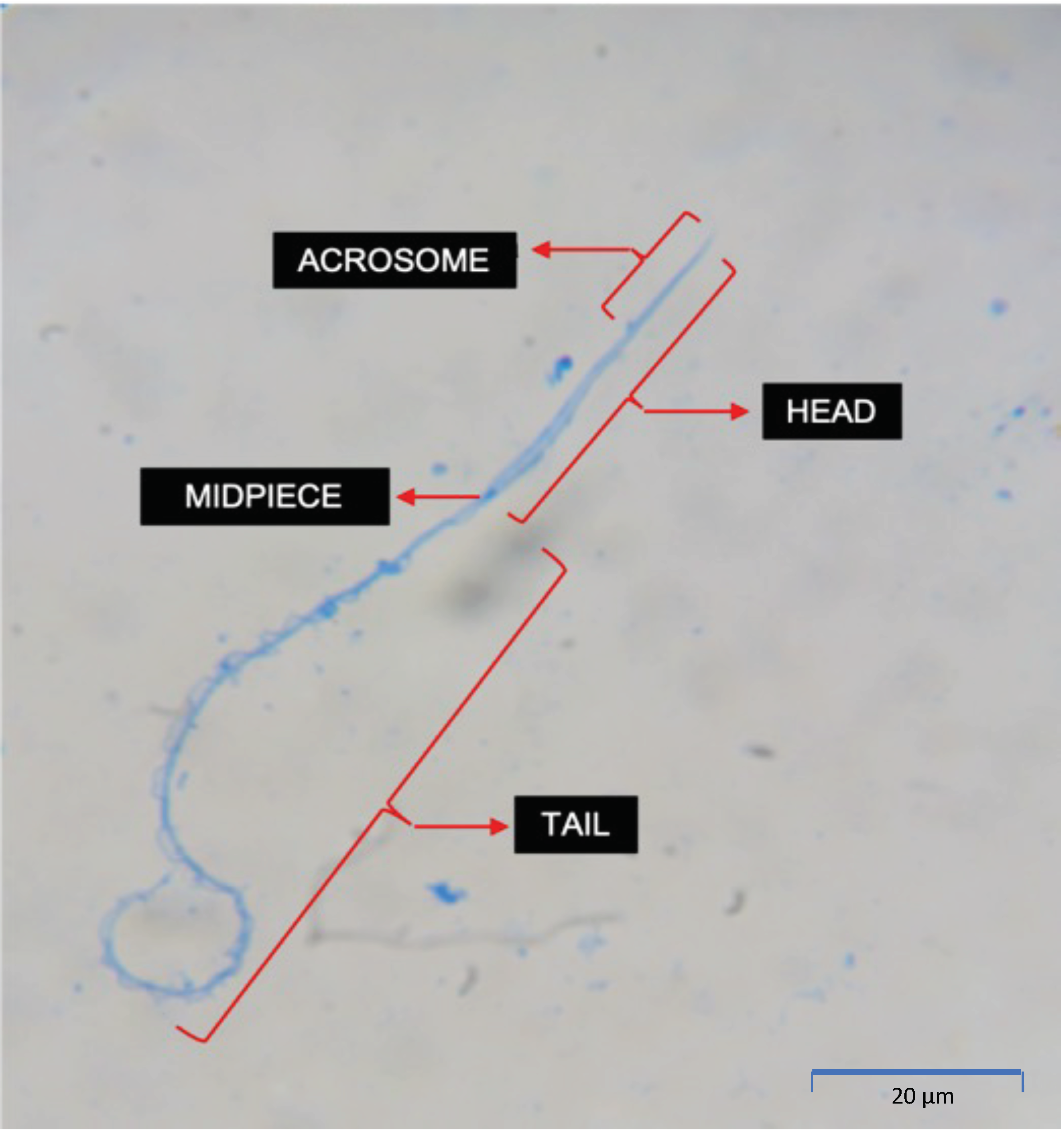 Animals 13 02689 g008 Animals 13 02689 g008