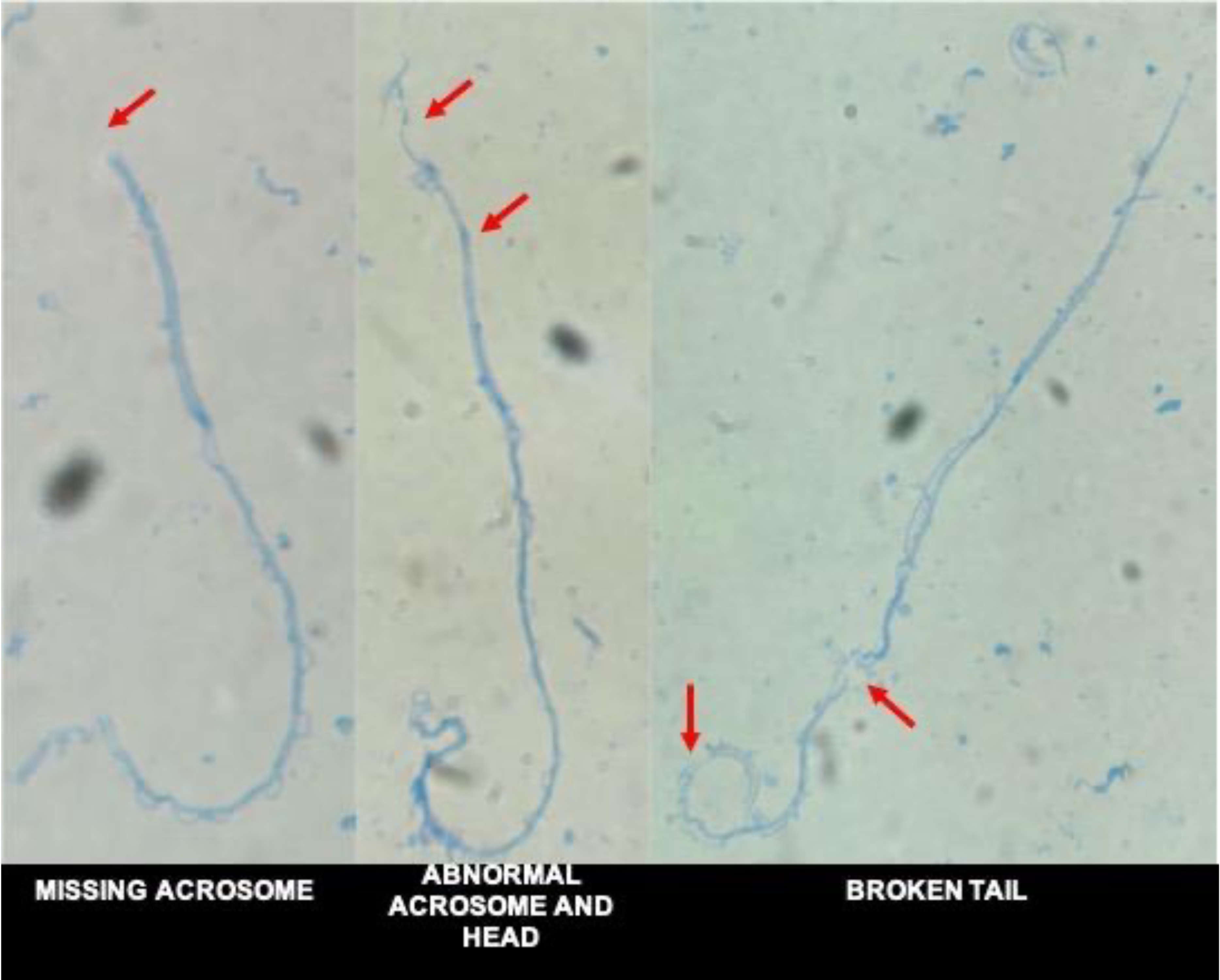 Animals 13 02689 g009 Animals 13 02689 g009