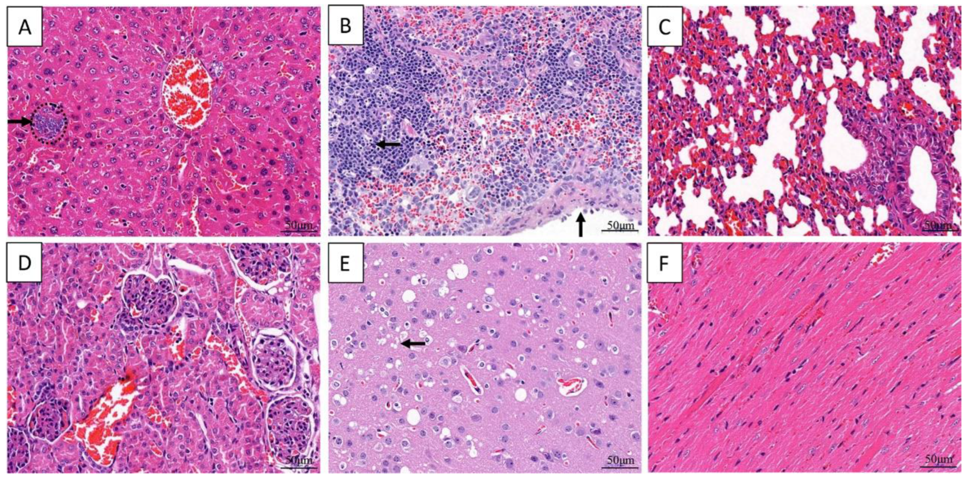 Animals 13 02779 g005