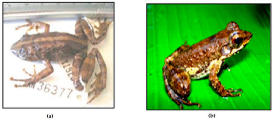 Size comparison of juvenile (less than 2.5 m), subadult (2.5 to 4.0 m)