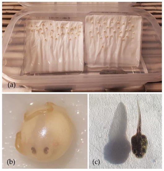 https://www.mdpi.com/animals/animals-13-02802/article_deploy/html/images/animals-13-02802-g001-550.jpg