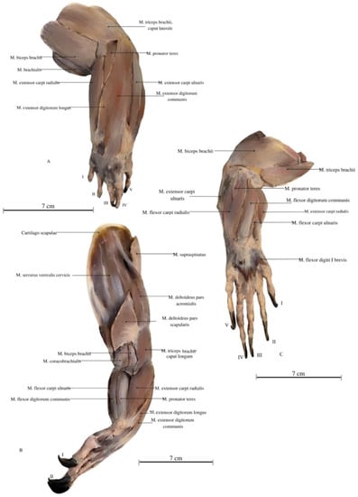 https://www.mdpi.com/animals/animals-13-02895/article_deploy/html/images/animals-13-02895-g008-550.jpg