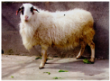 Animals 13 02944 i004 Animals 13 02944 i004