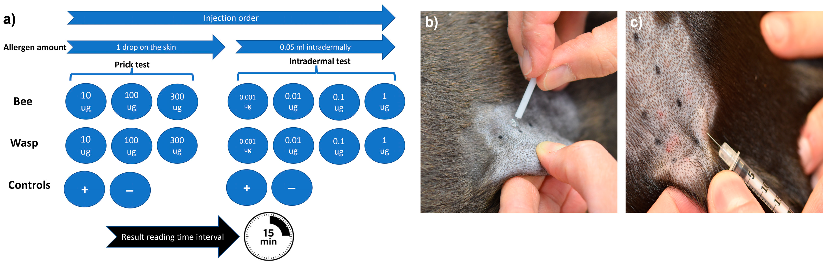 Dog Stung By A Bee? Here's How to Treat It - Whole Dog Journal