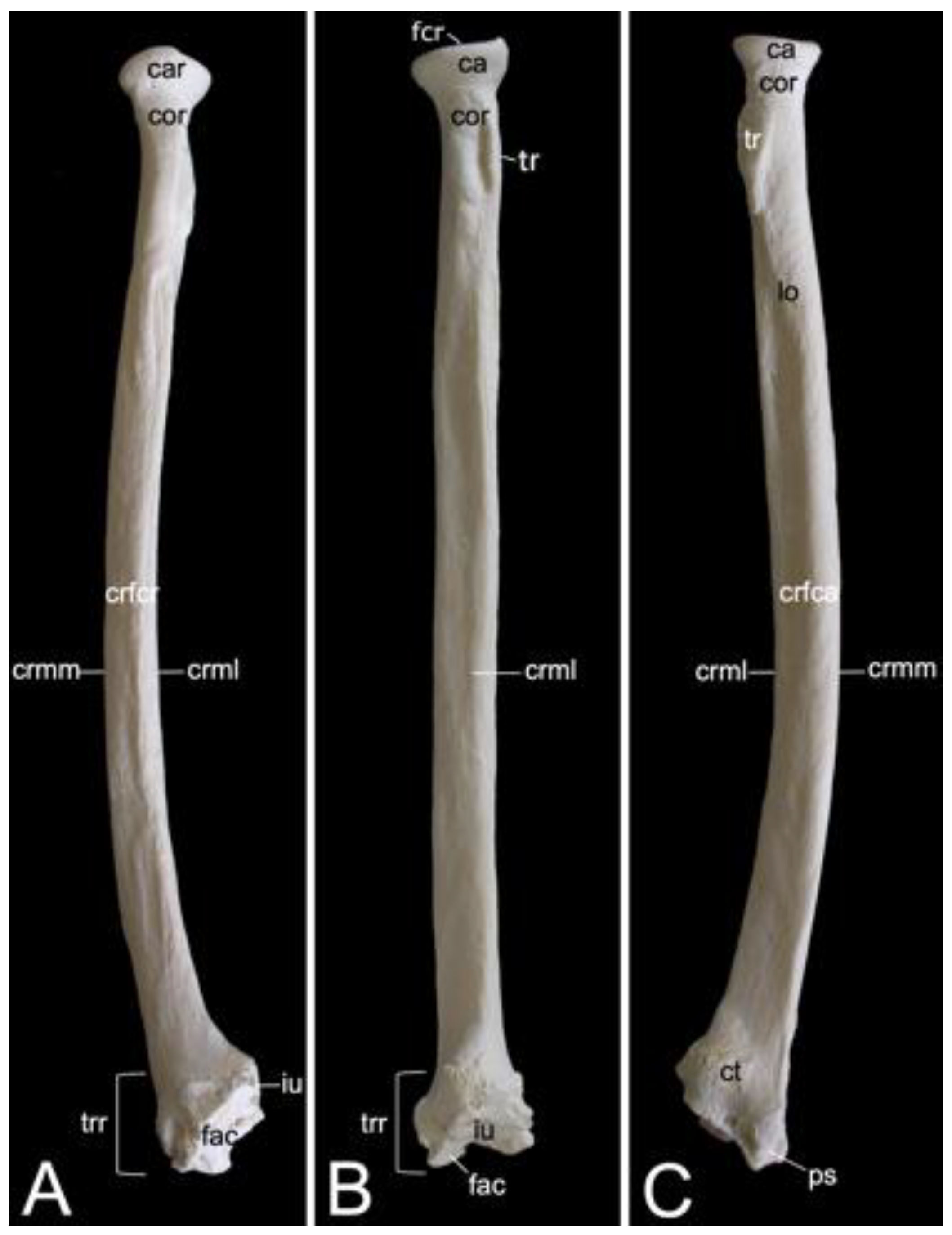 Animals | Free Full-Text | Osteology of the Hamadryas Baboon (Papio  hamadryas)