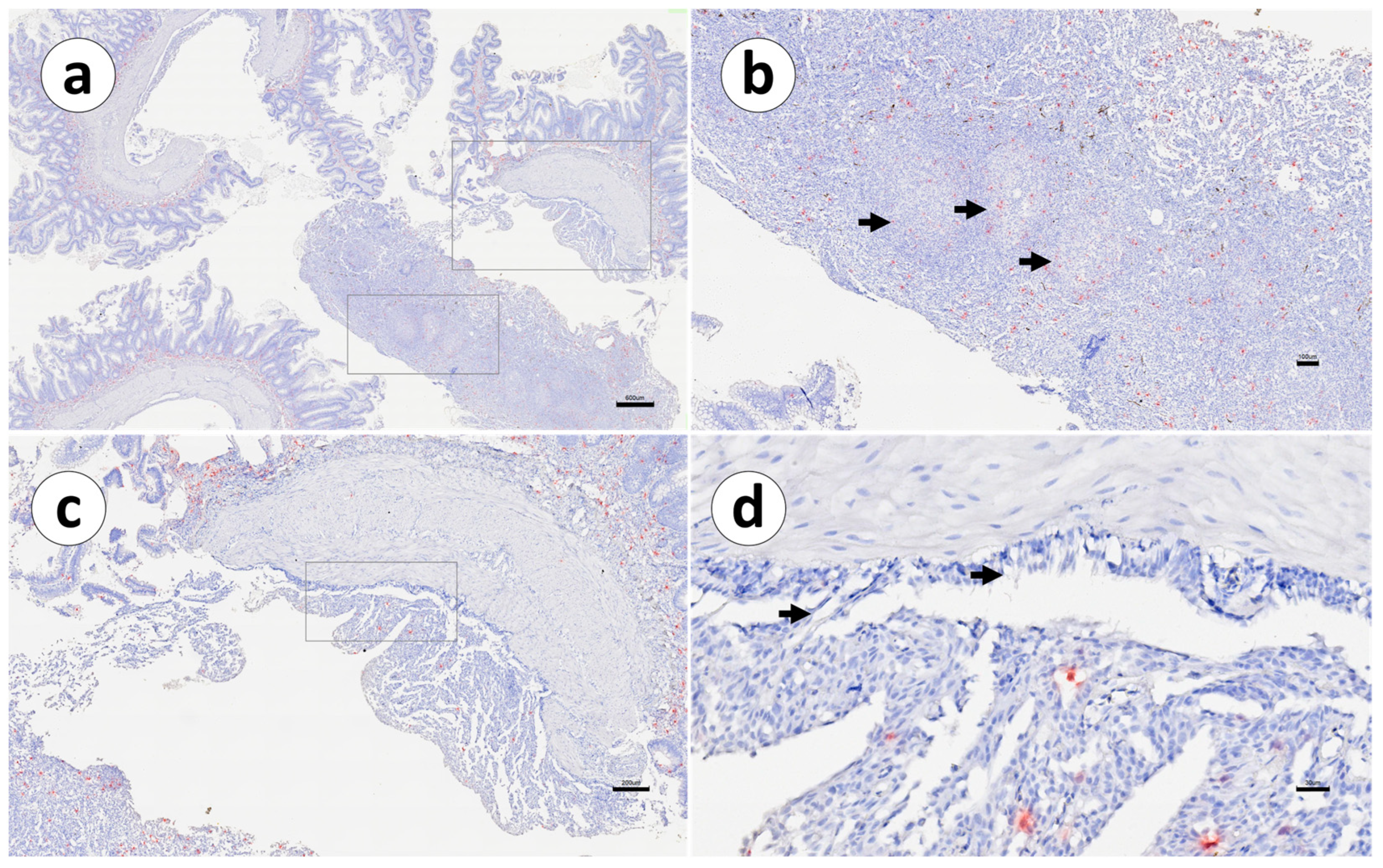 Animals 13 03191 g012