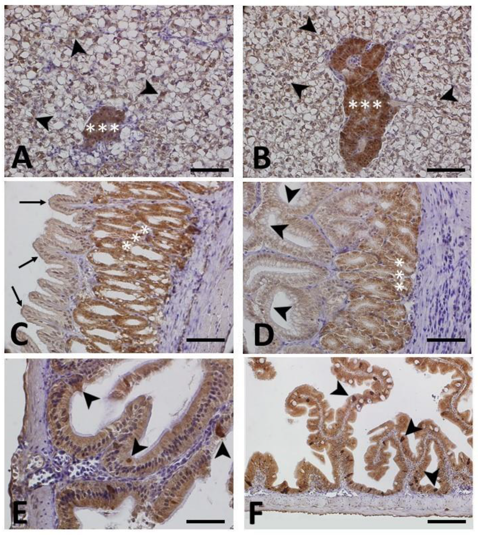 Animals 13 03288 g002