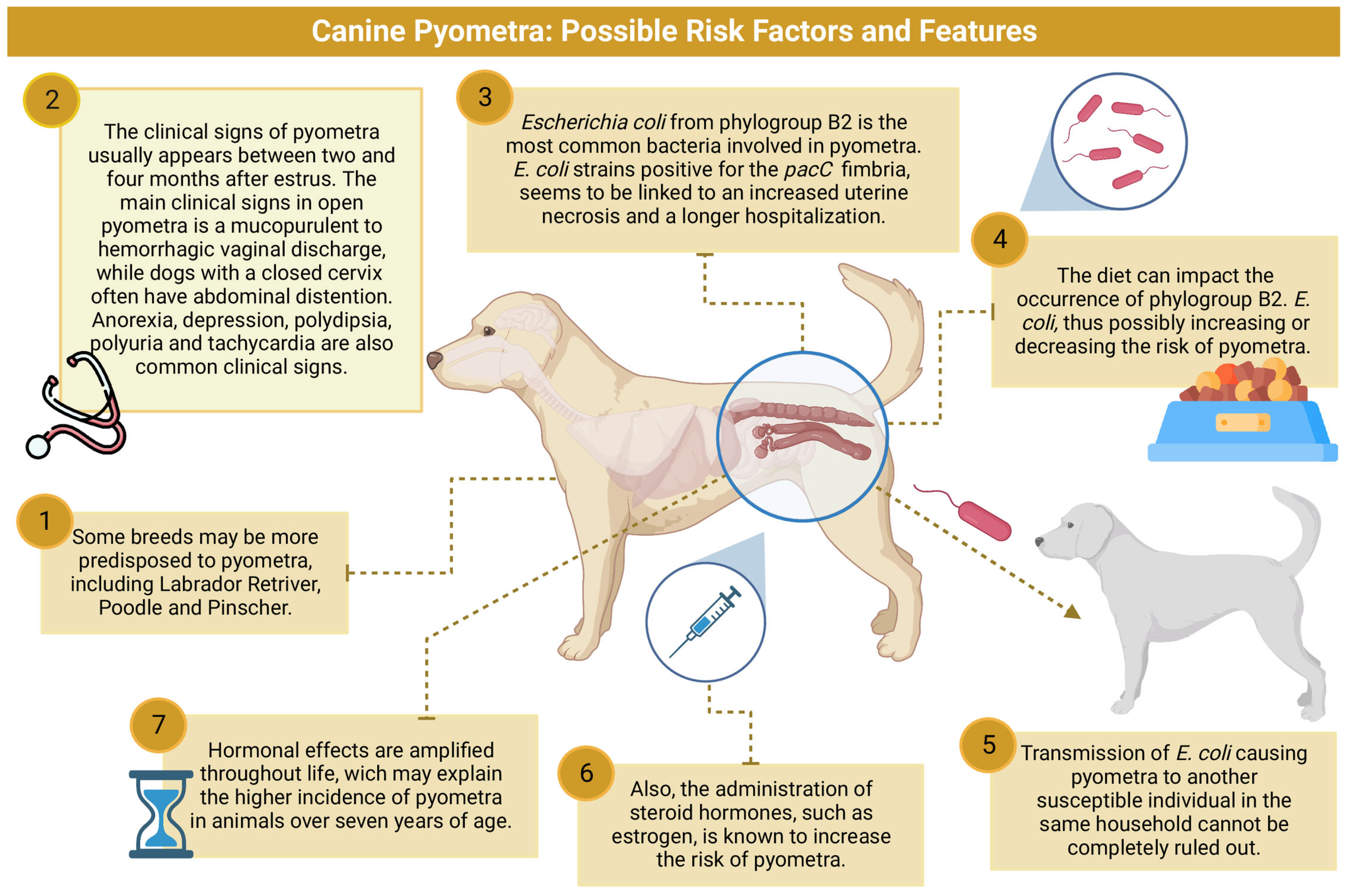 Phimosis in Dogs and Cats - Reproductive System - MSD Veterinary