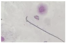 Animals 13 03324 i005 Animals 13 03324 i005