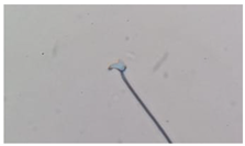 Animals 13 03324 i006 Animals 13 03324 i006