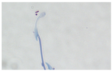 Animals 13 03324 i009 Animals 13 03324 i009