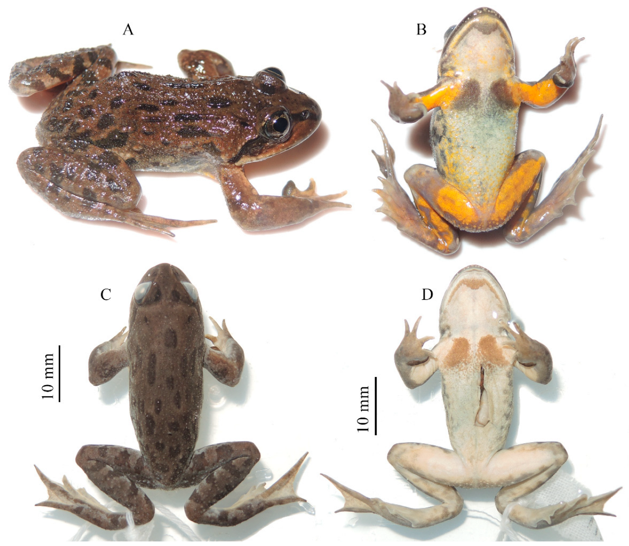 A new species of Rana from the Dabie Mountains in eastern China (Anura,  Ranidae)