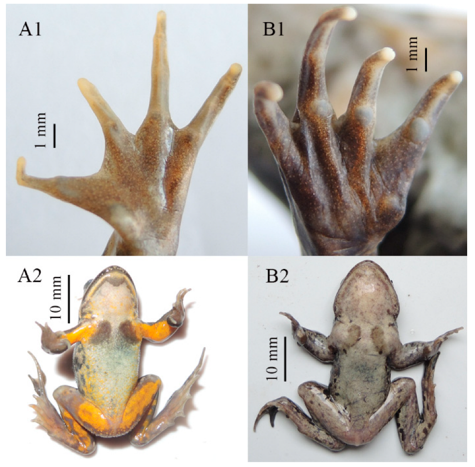 A new species of Rana from the Dabie Mountains in eastern China (Anura,  Ranidae)