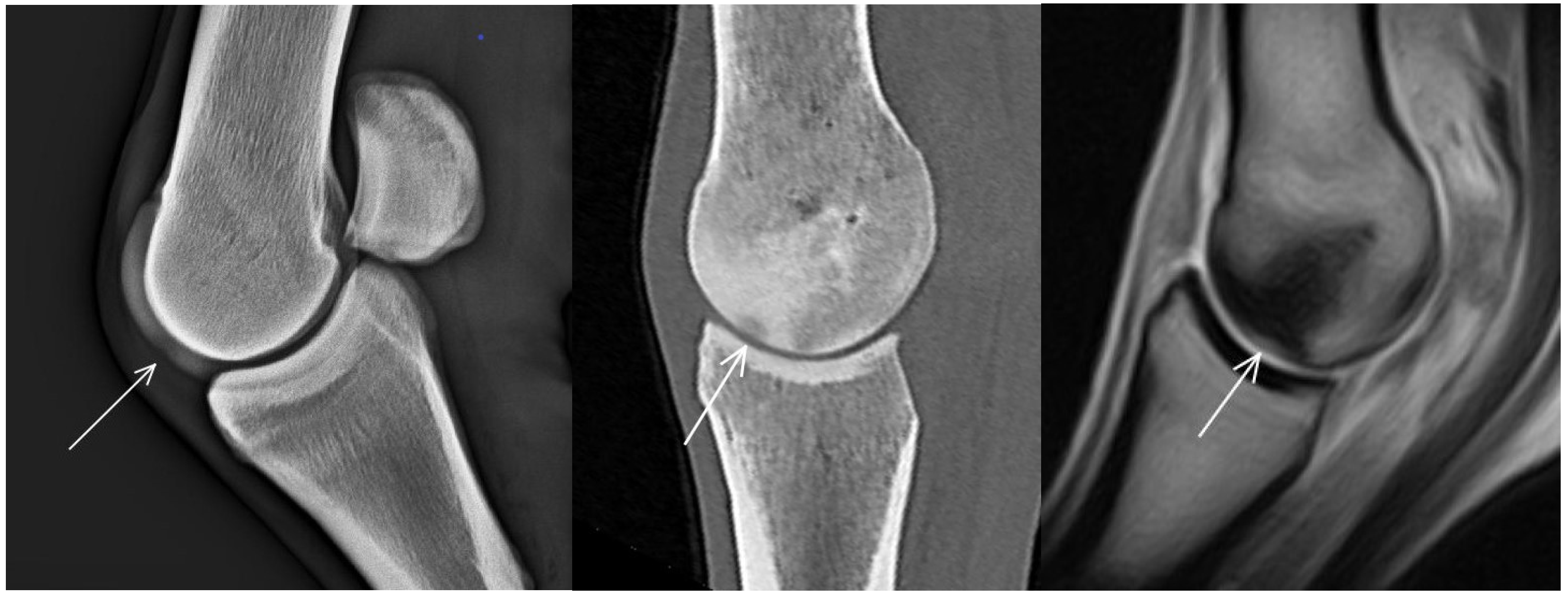 Animals 13 03466 g002