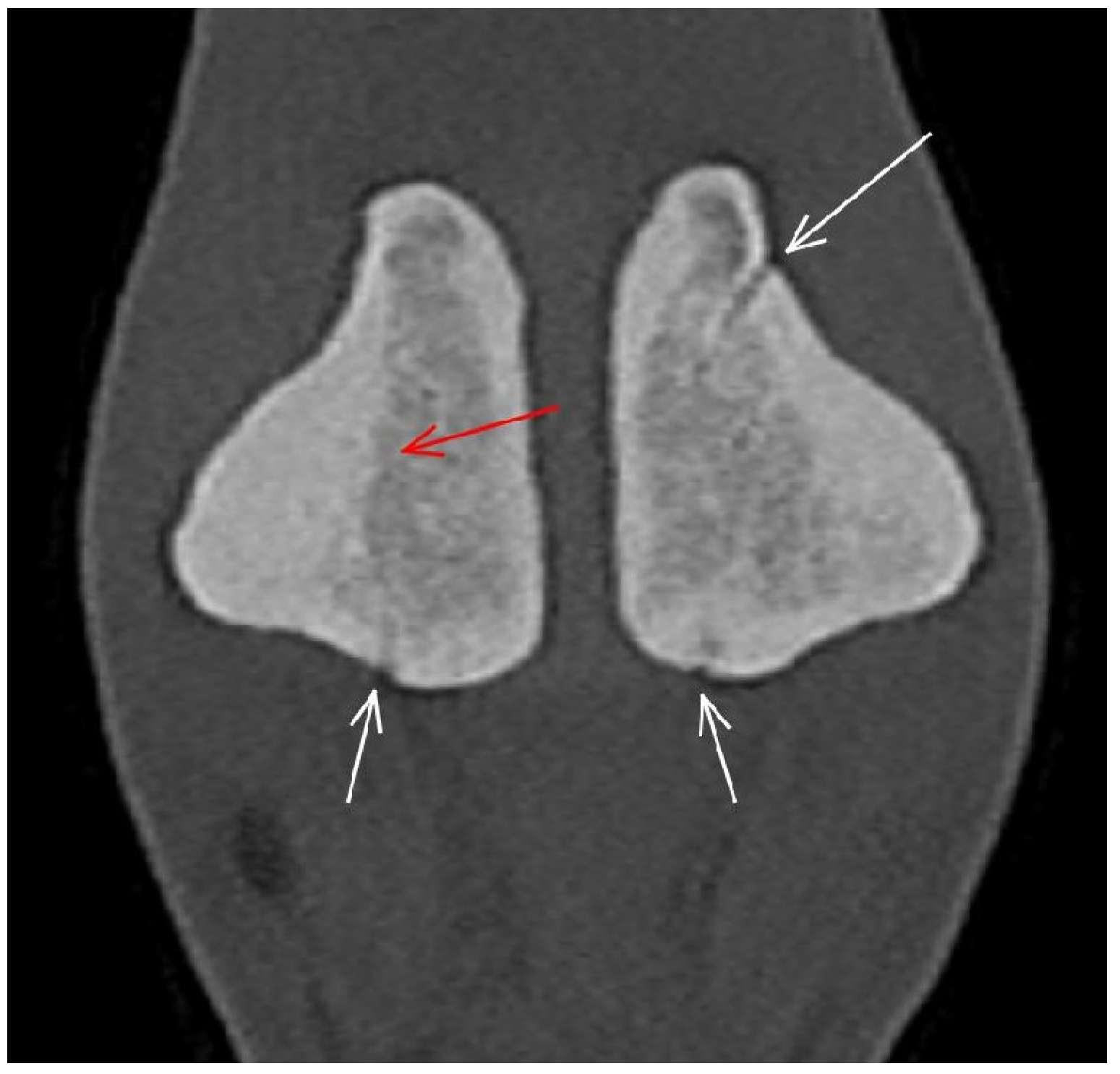 Animals 13 03466 g010