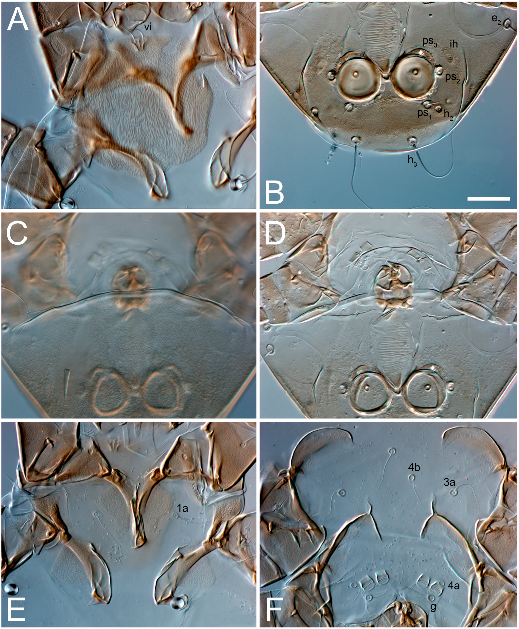 Animals 13 03546 g013