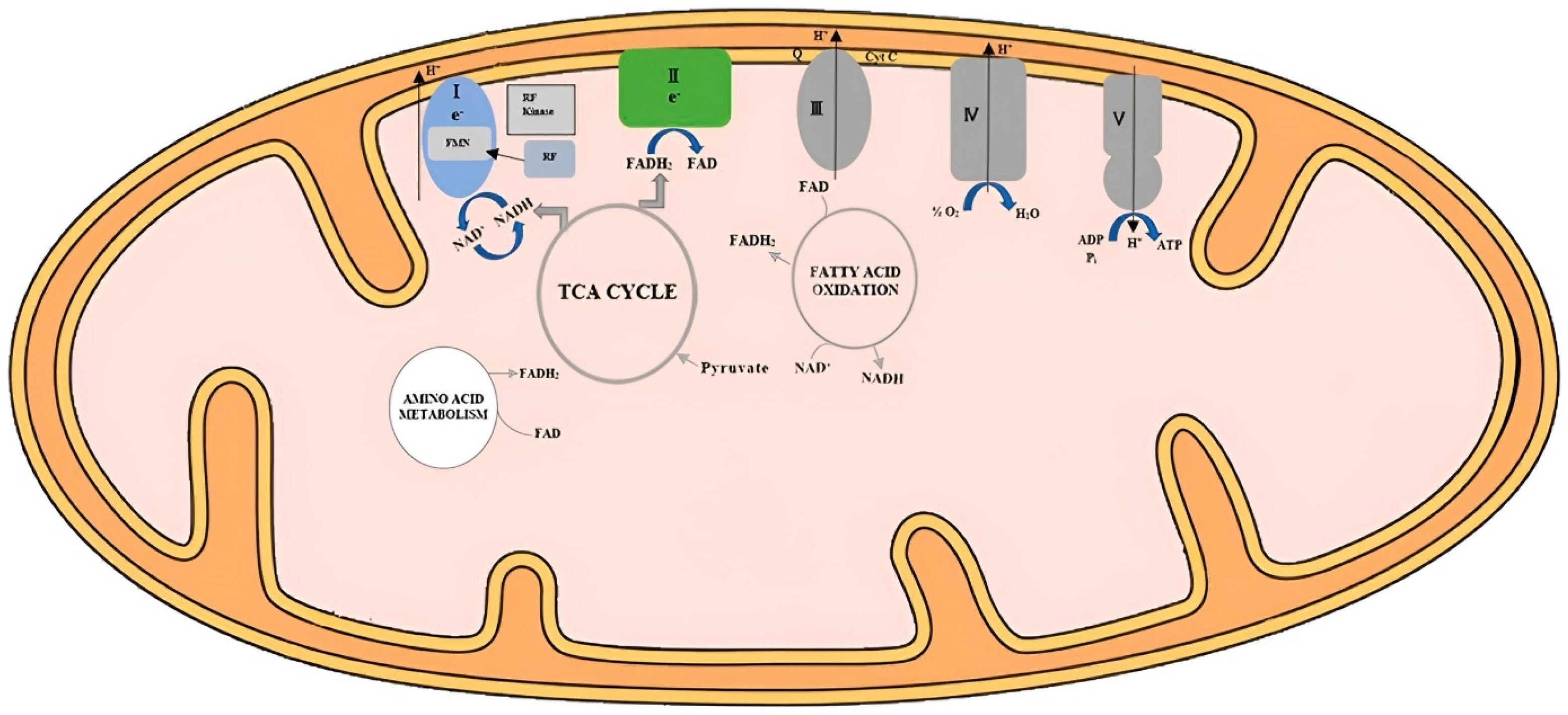 Animals 13 03554 g002 Animals 13 03554 g002
