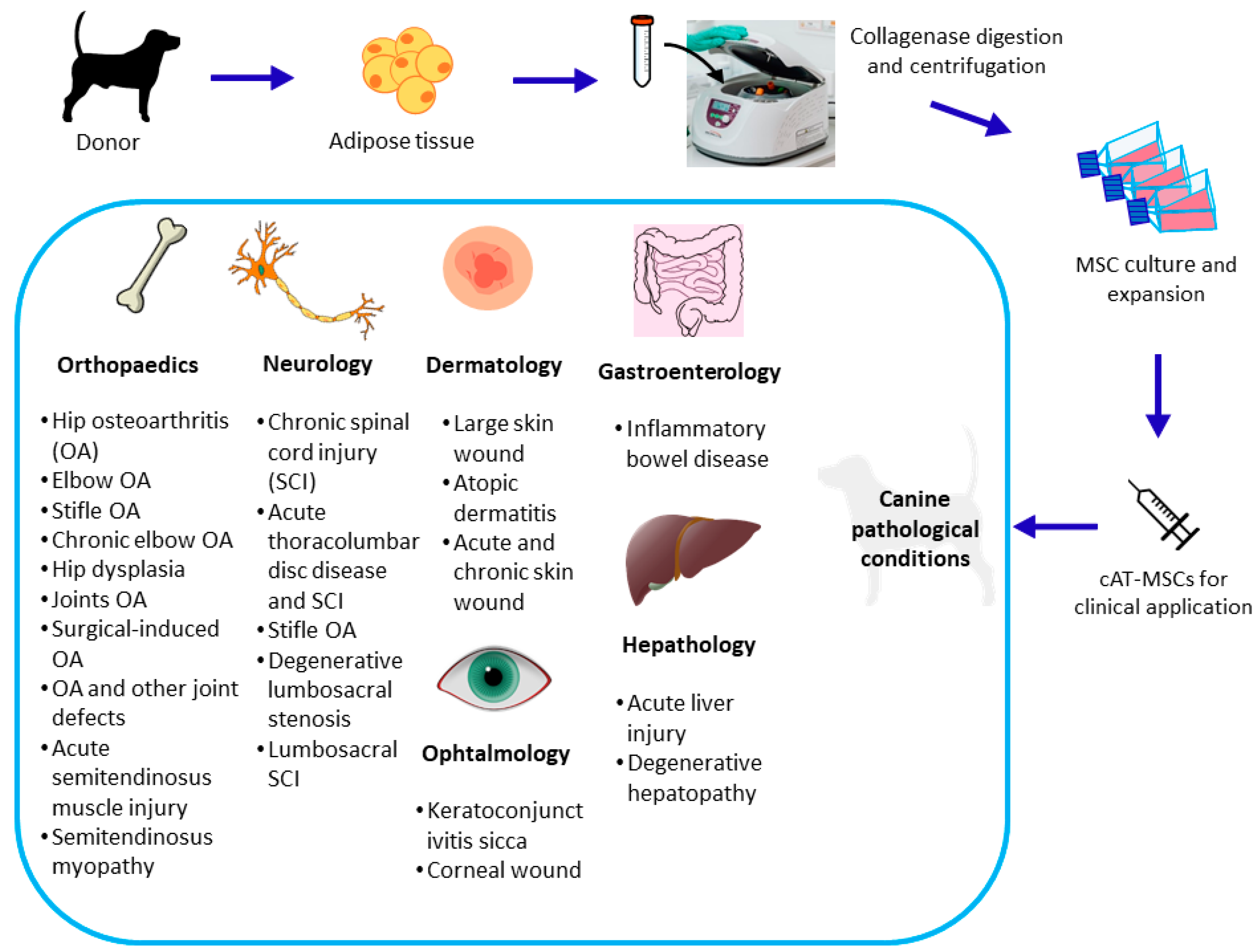 Animals 13 03571 g001