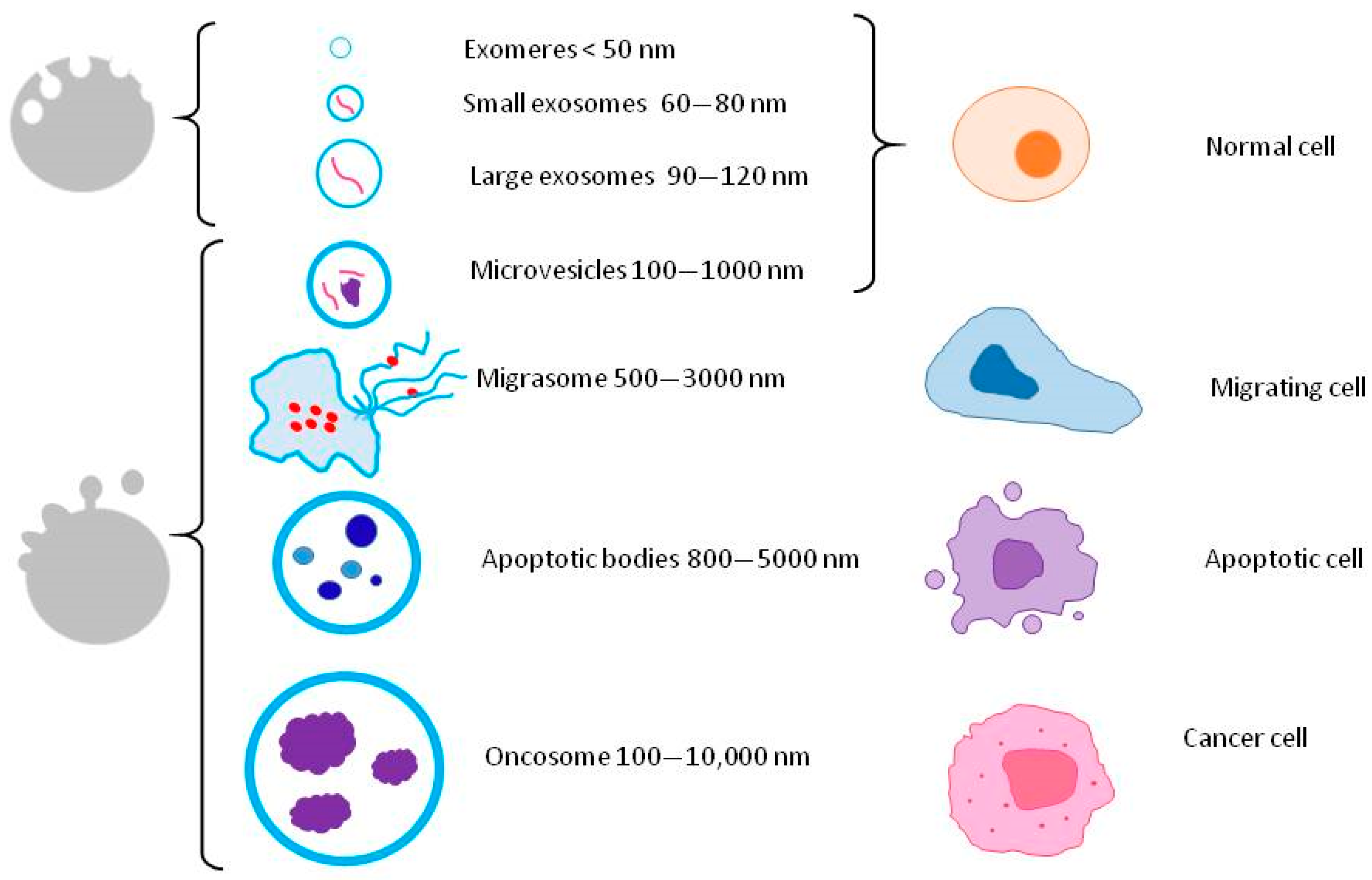 Animals 13 03571 g002