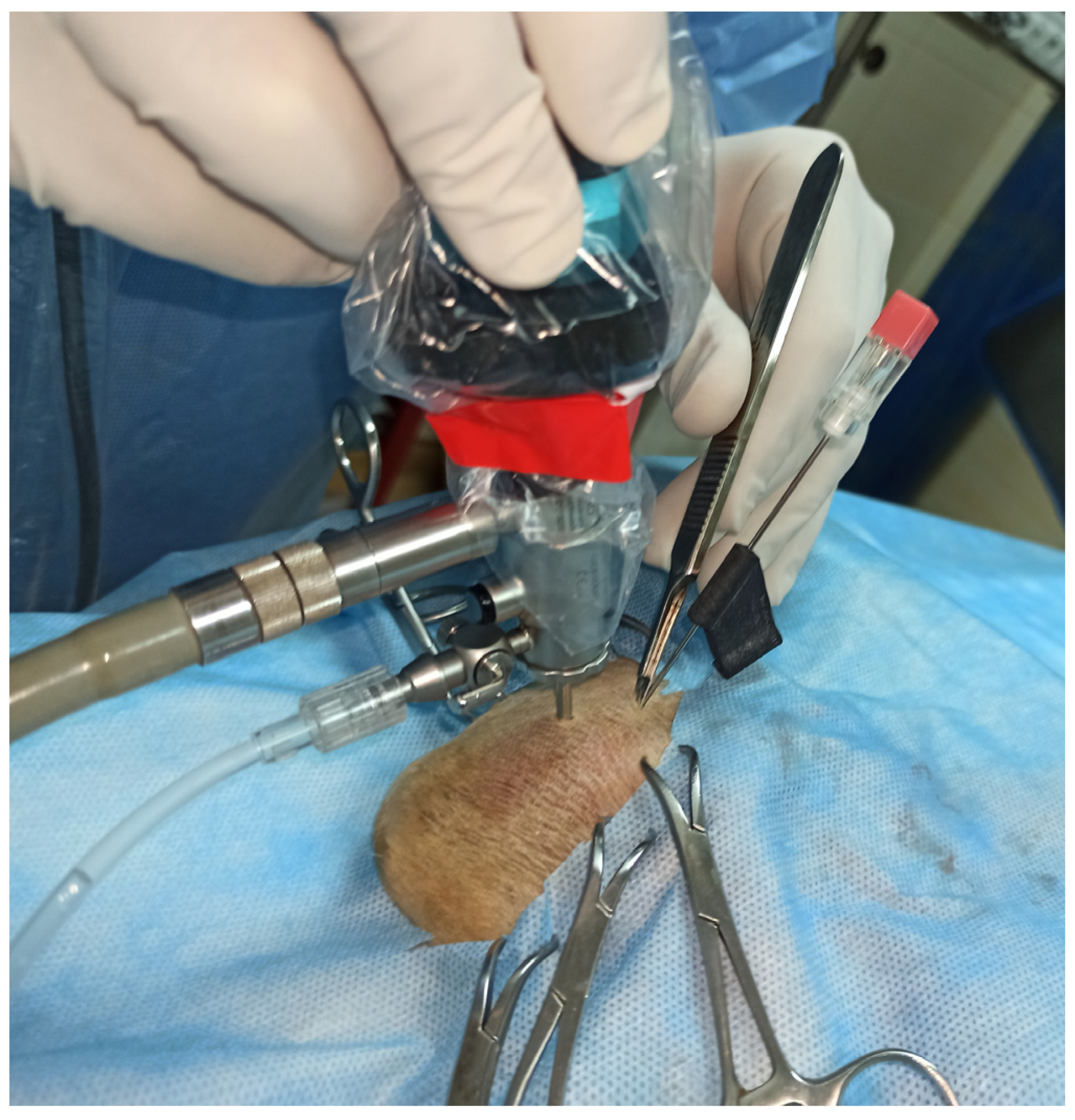 Animals 13 03592 g004