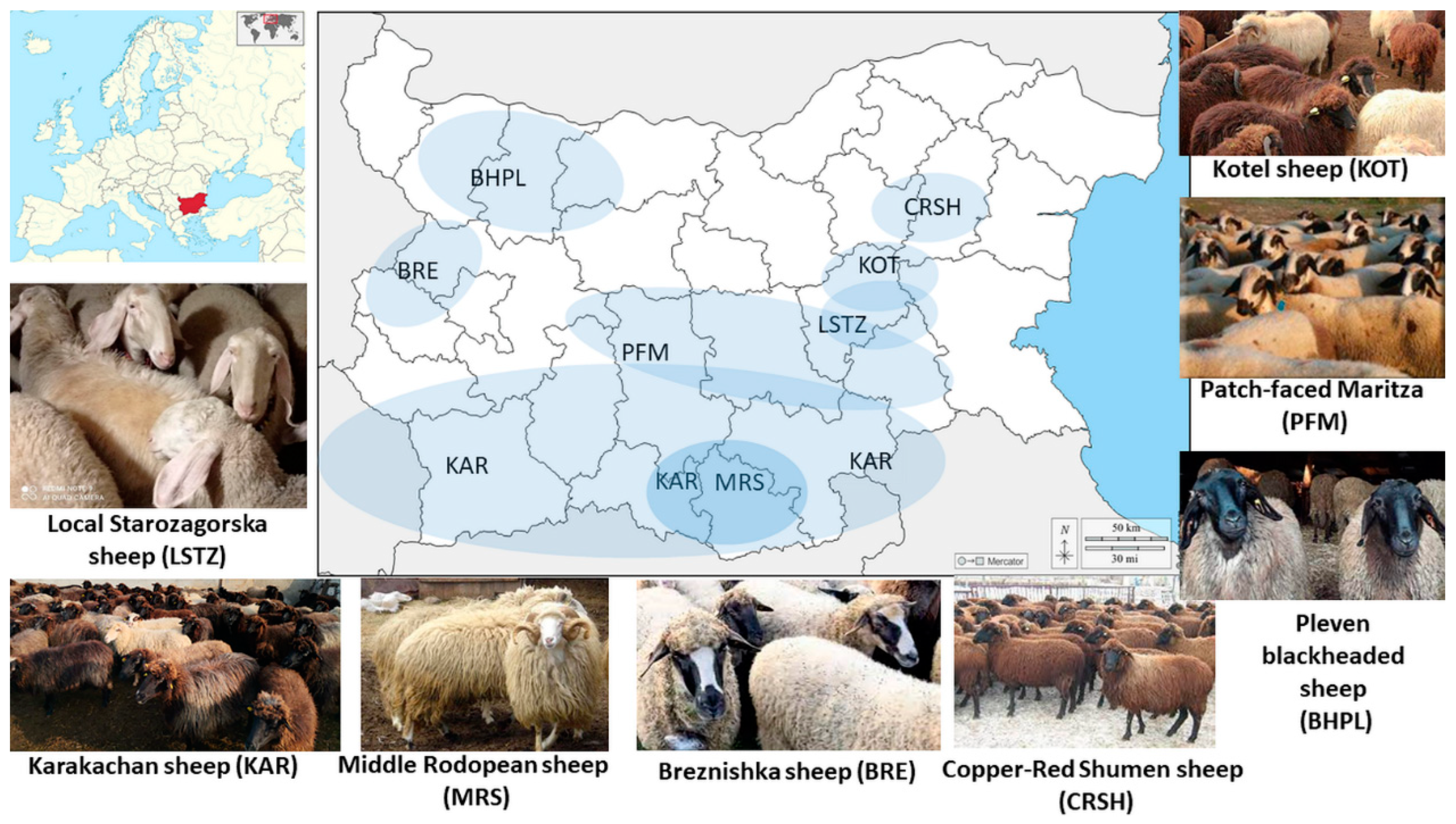 Animals 13 03655 g001