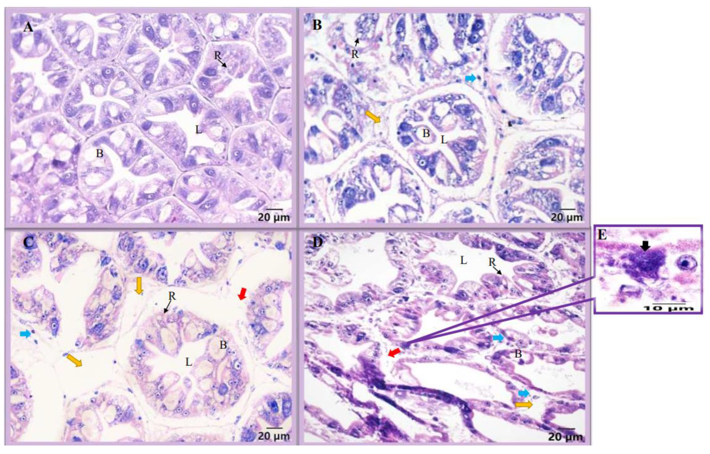 Animals 13 03661 g001