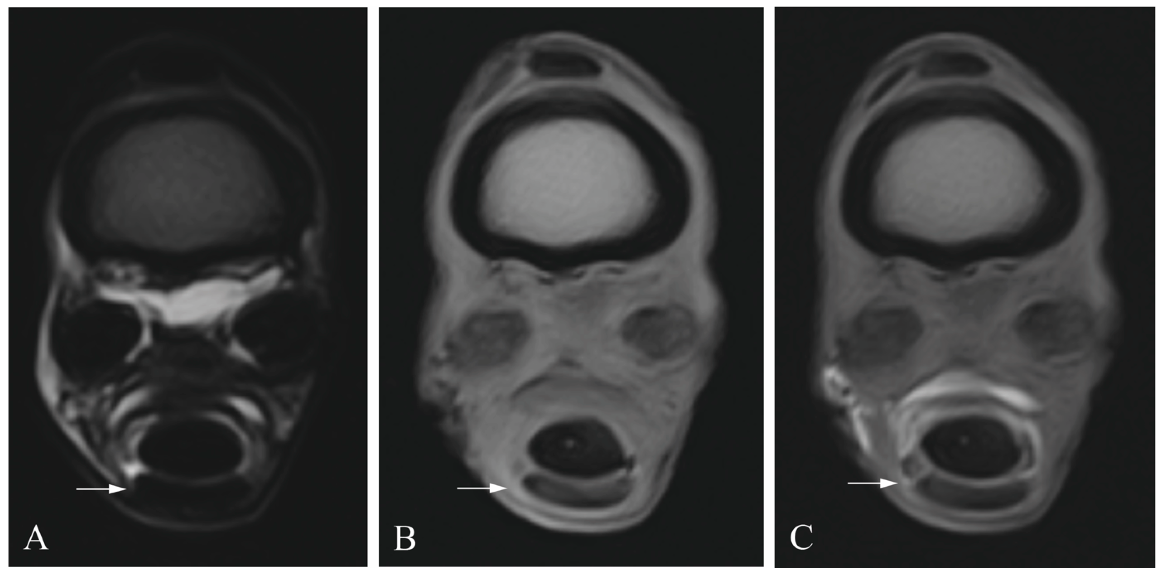 Animals 13 03772 g002