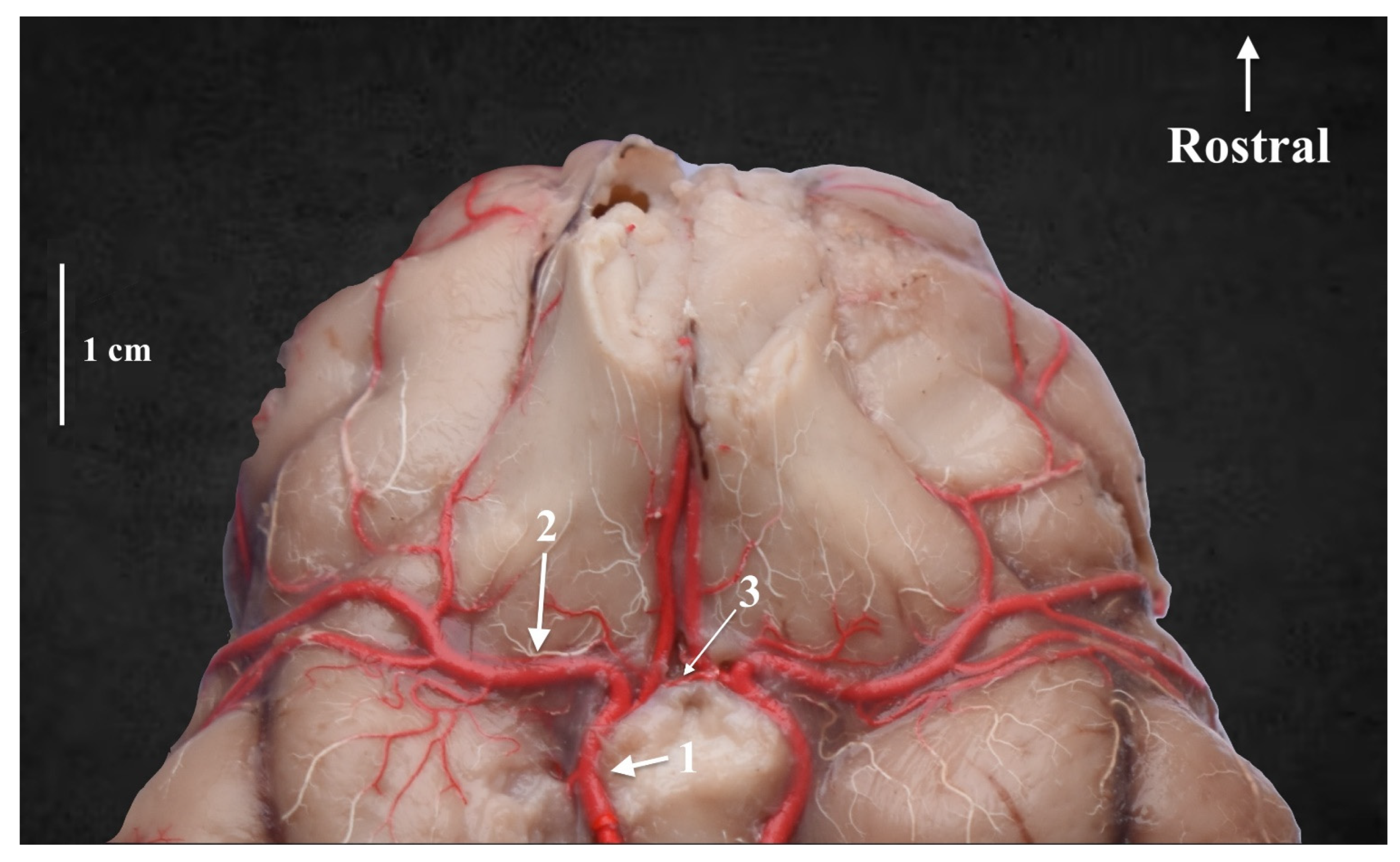 Animals 13 03780 g002