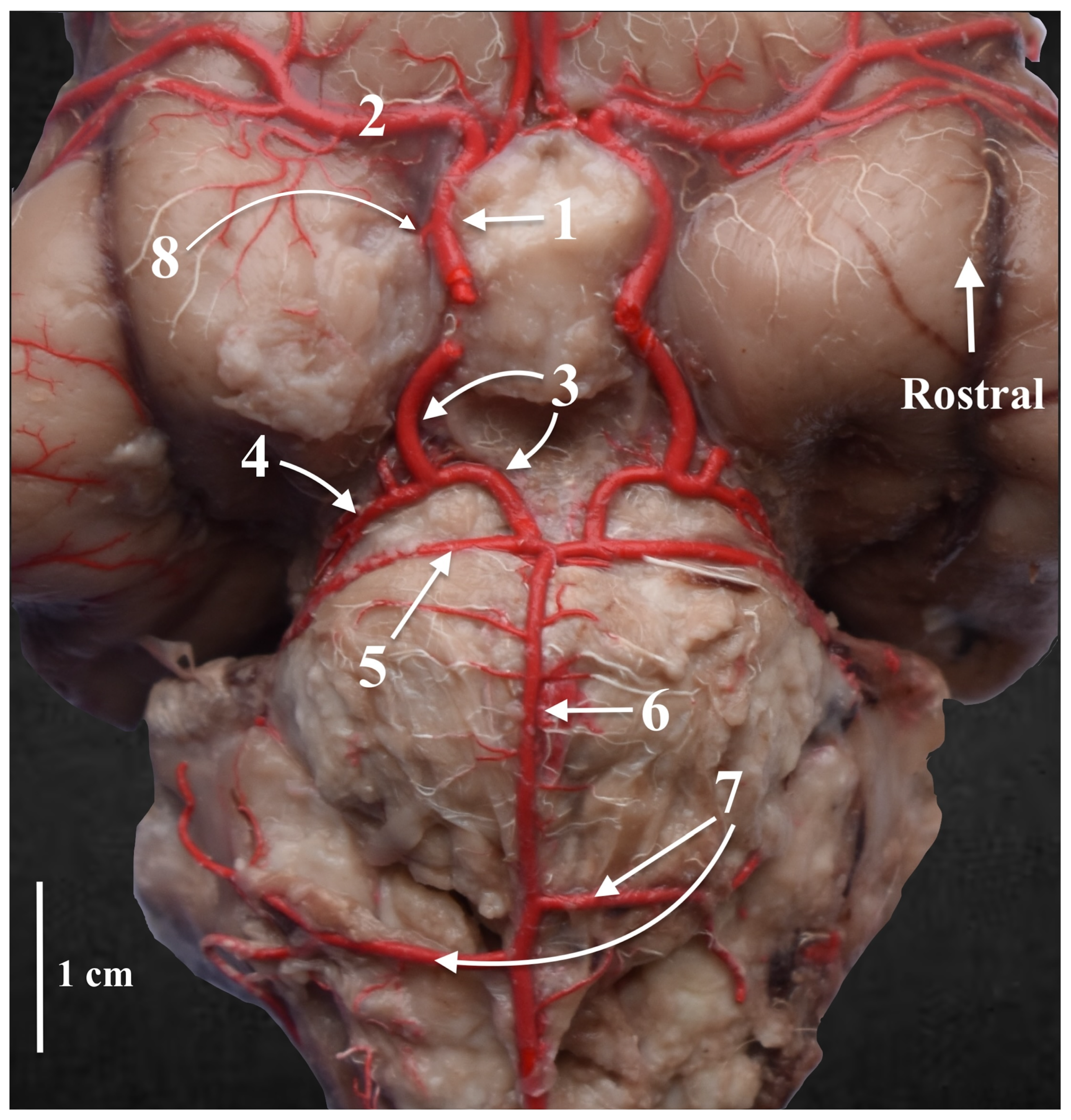 Animals 13 03780 g003