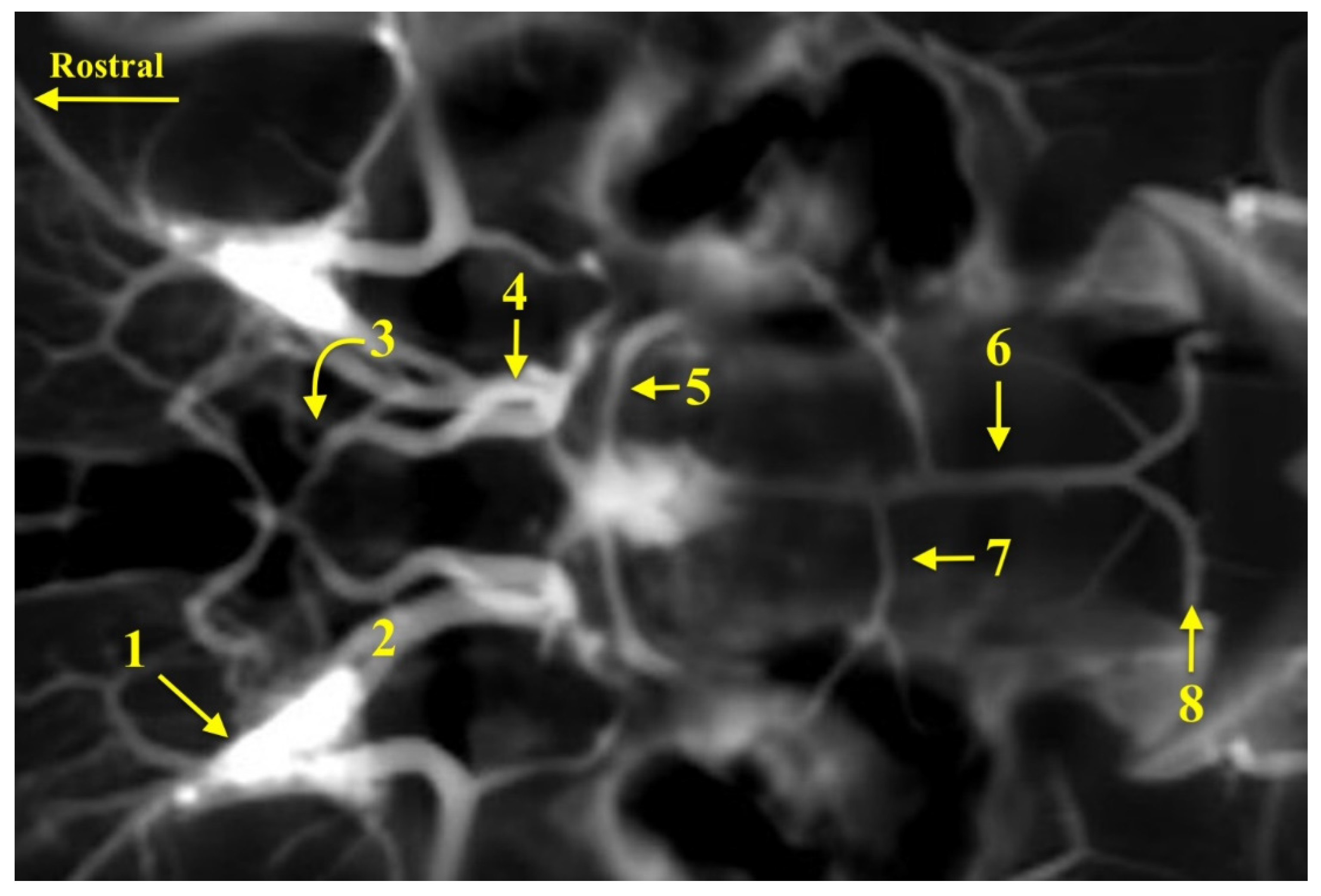 Animals 13 03780 g004