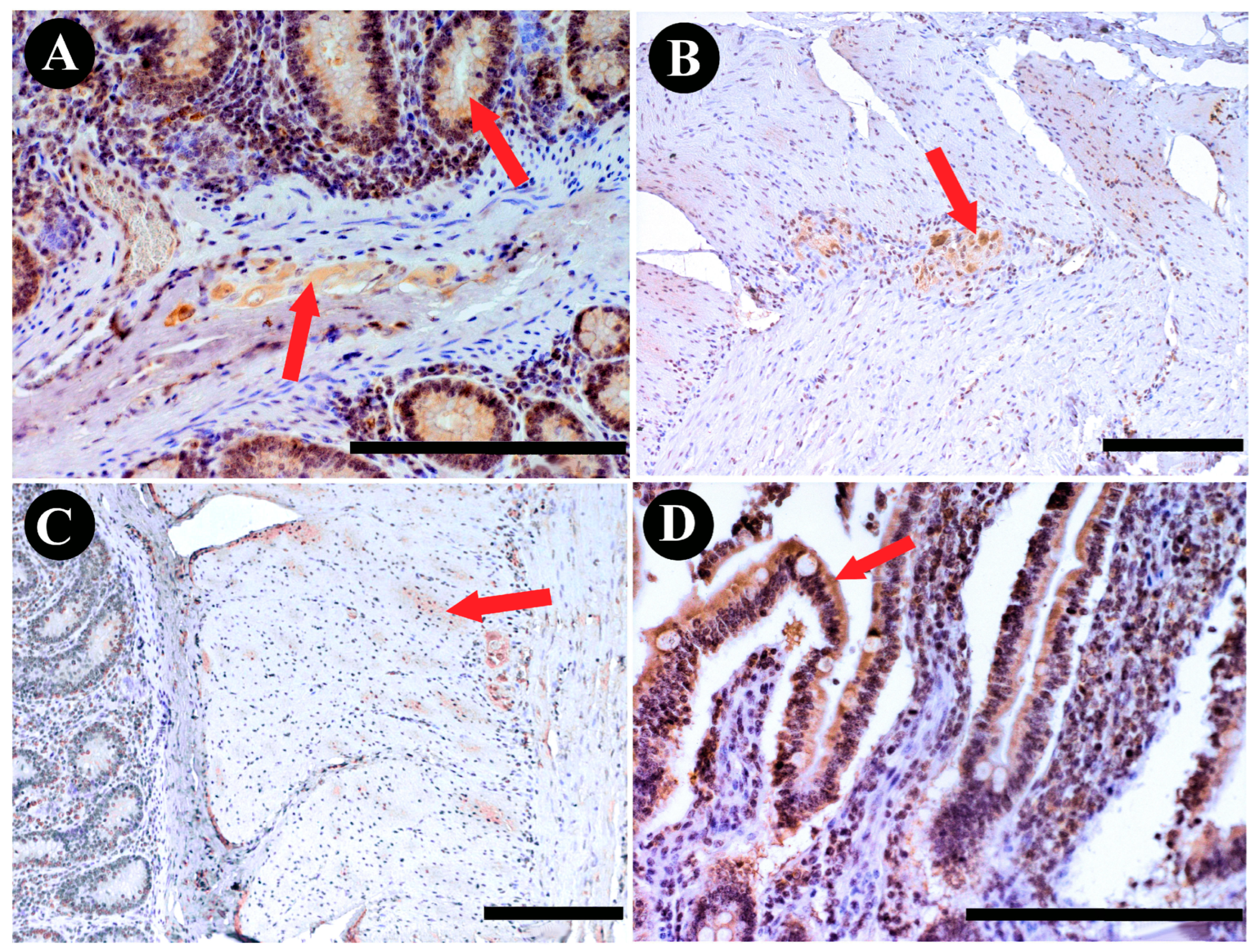 Animals 13 03789 g005 Animals 13 03789 g005