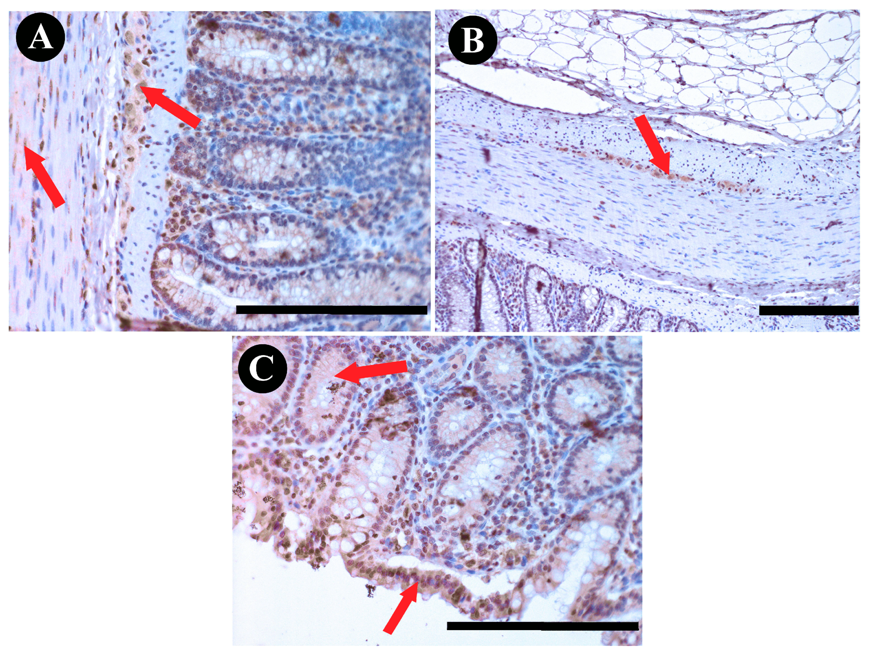 Animals 13 03789 g006 Animals 13 03789 g006