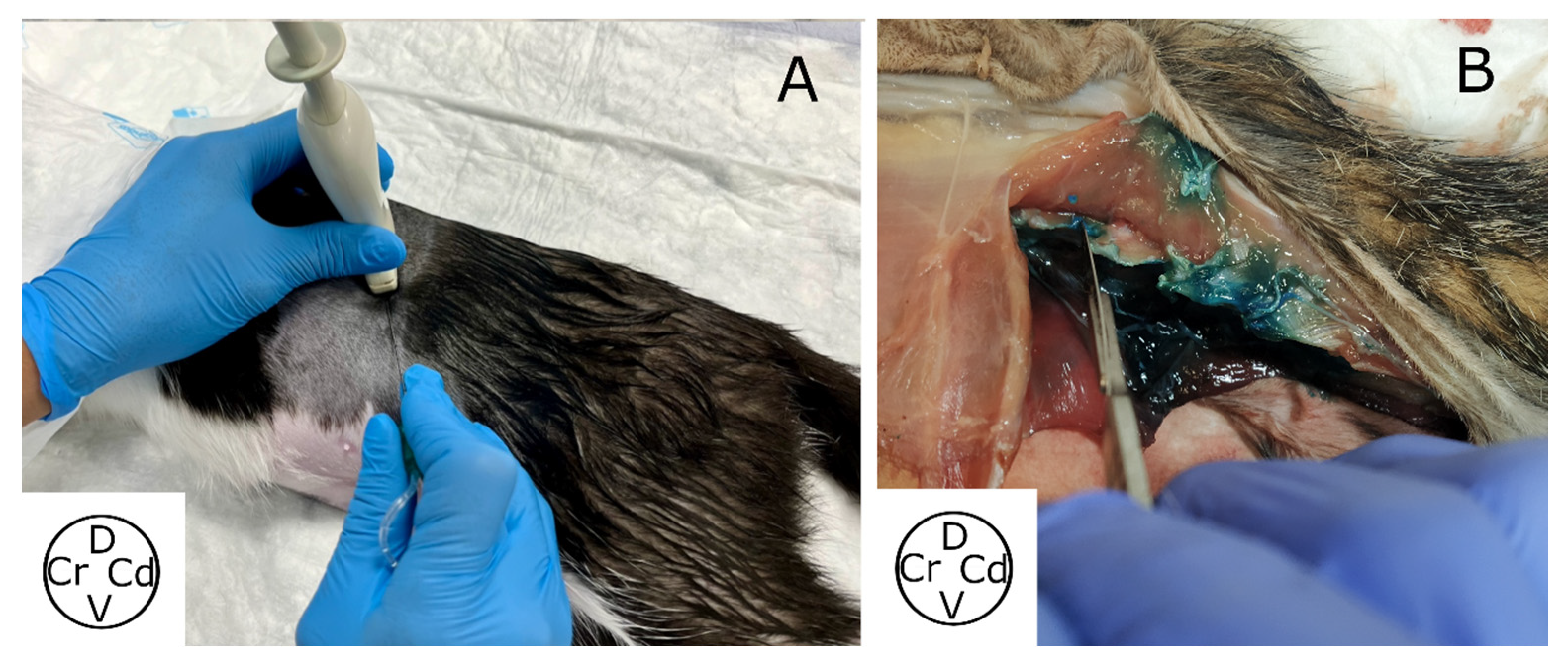 Animals 13 03798 g001