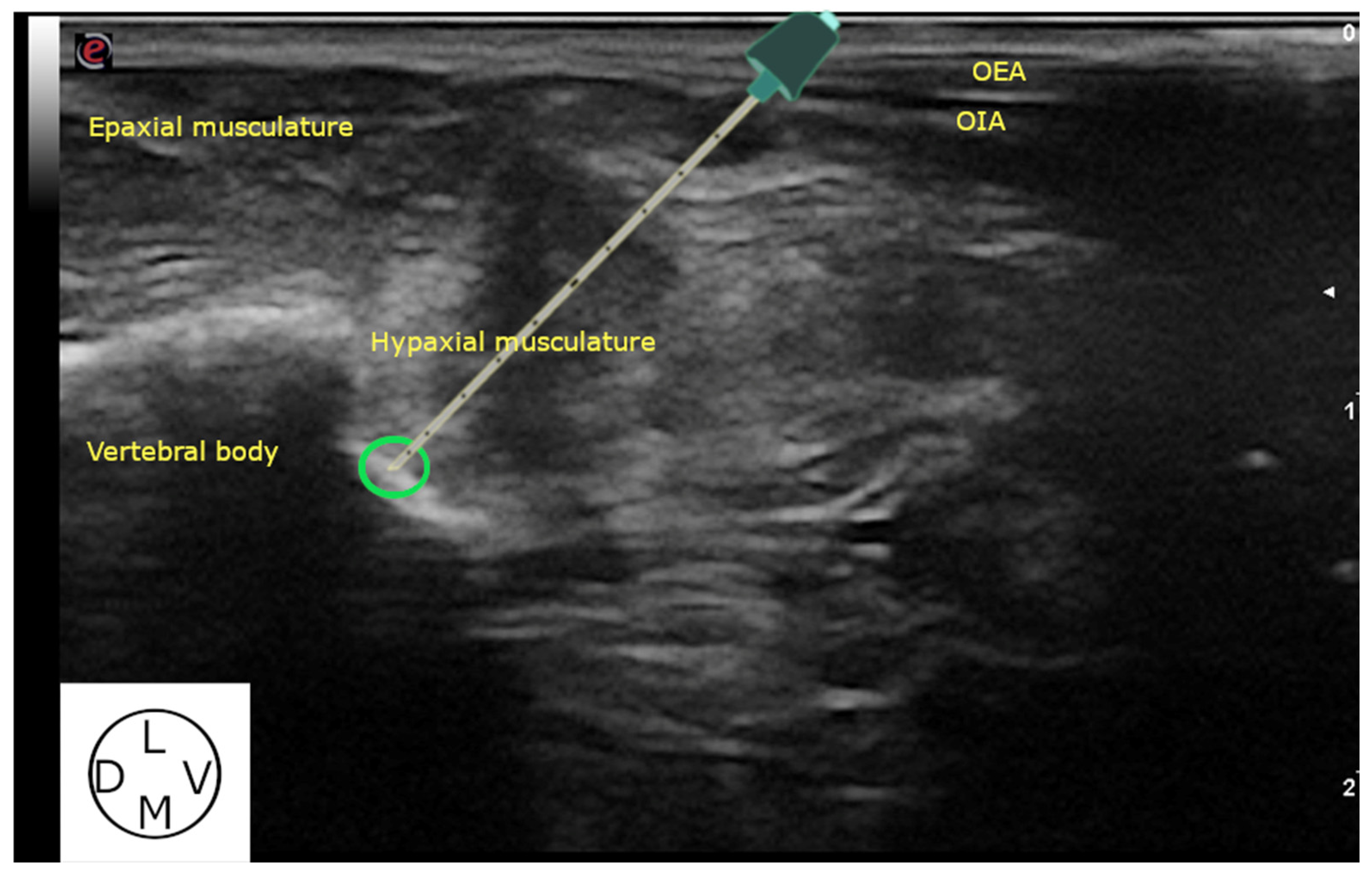 Animals 13 03798 g003