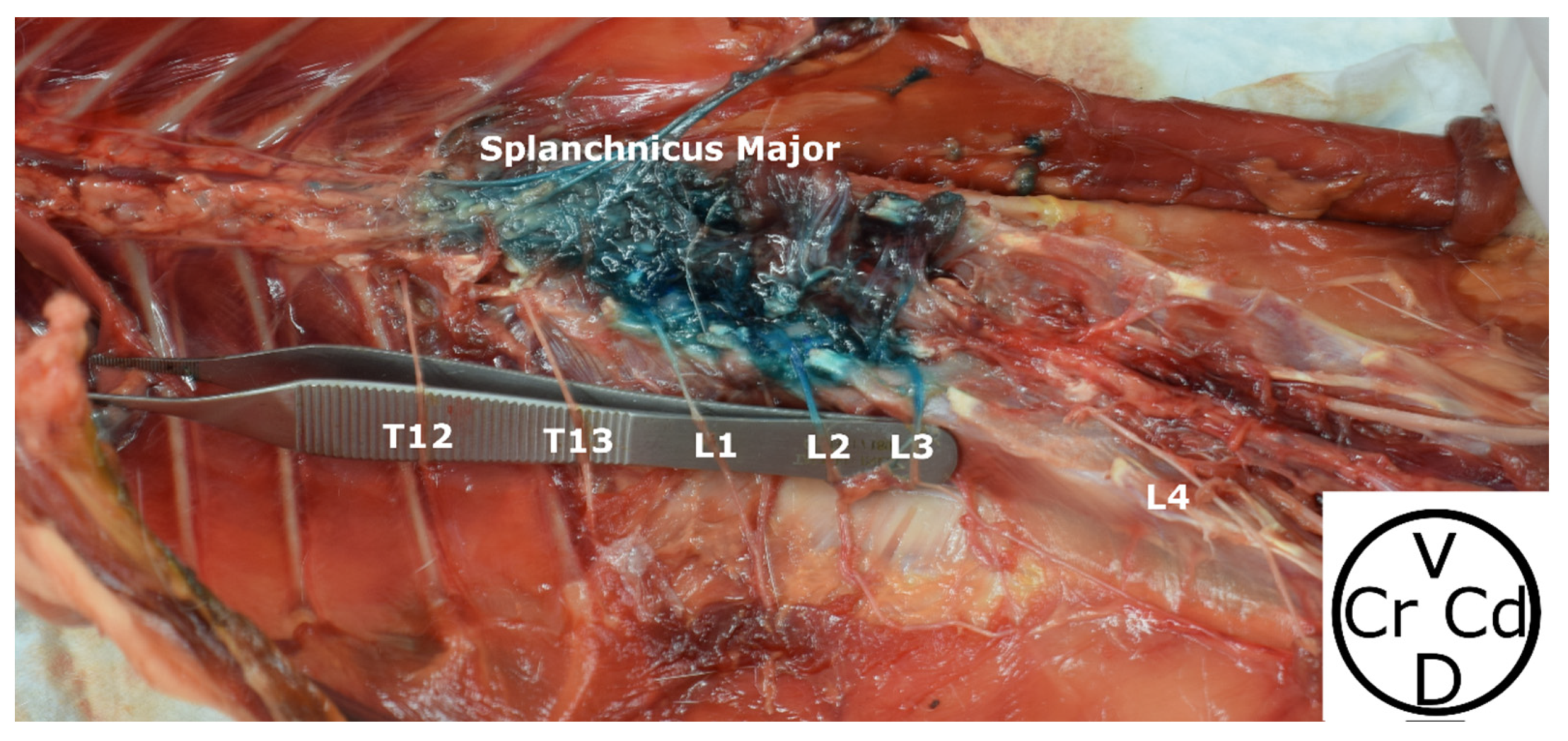 Animals 13 03798 g006