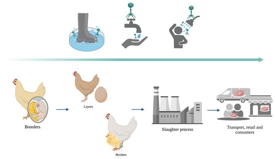 Animals Free Full Text Phage Based Biosanitation Strategies