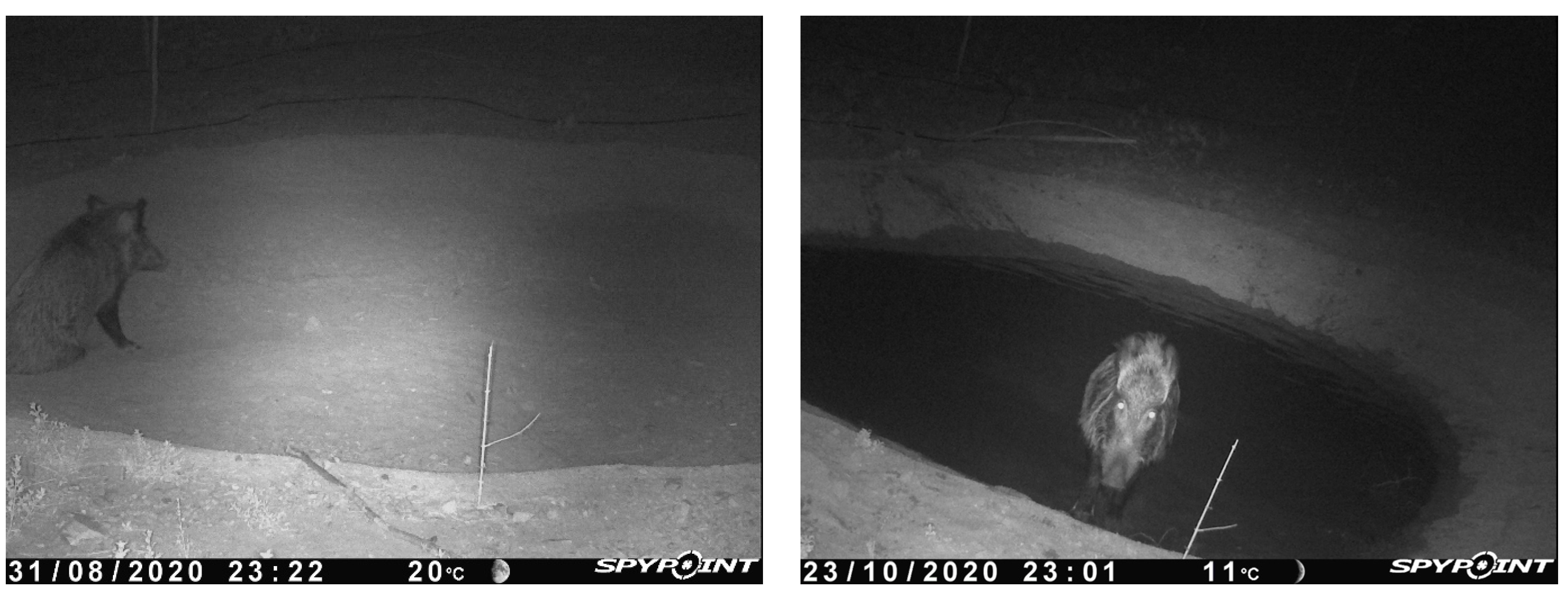 Animals 14 00030 g003