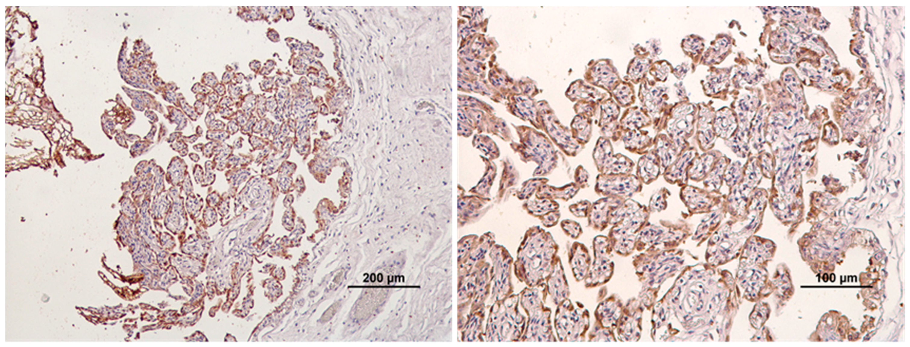 Animals 14 00048 g001 Animals 14 00048 g001