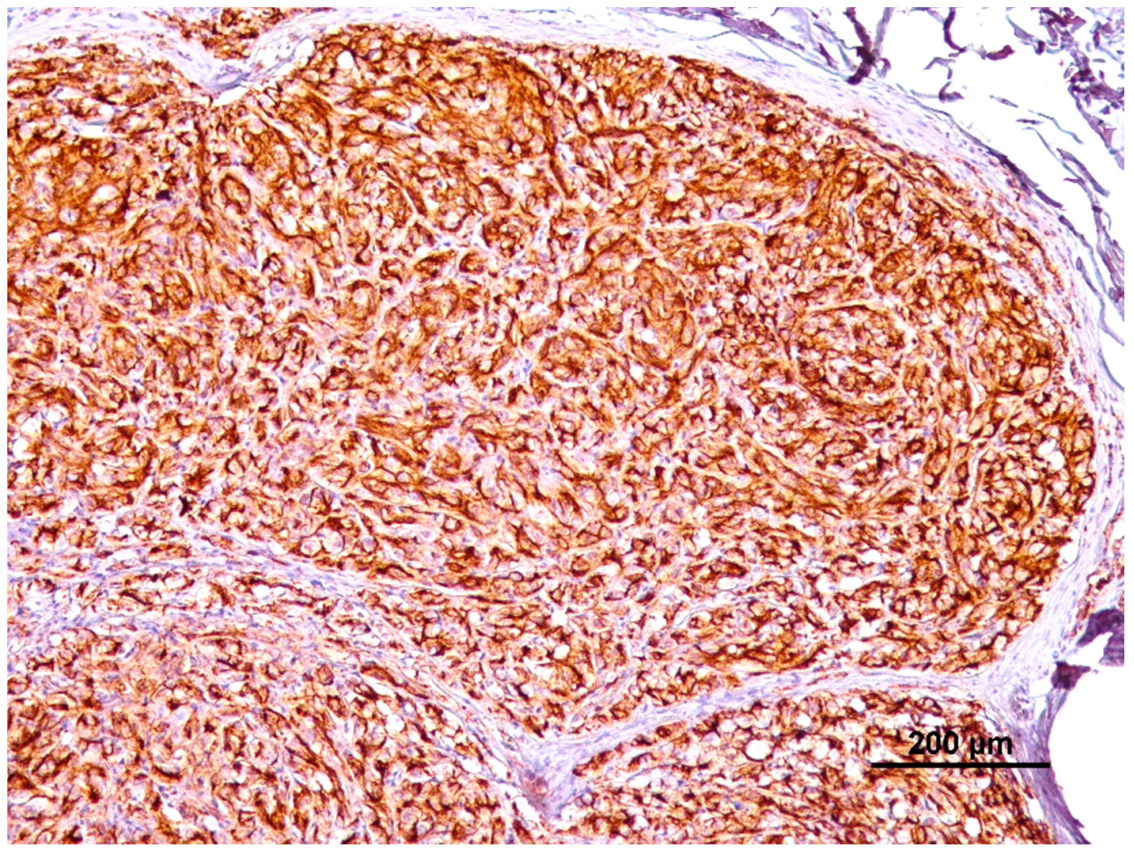 Animals 14 00048 g004 Animals 14 00048 g004