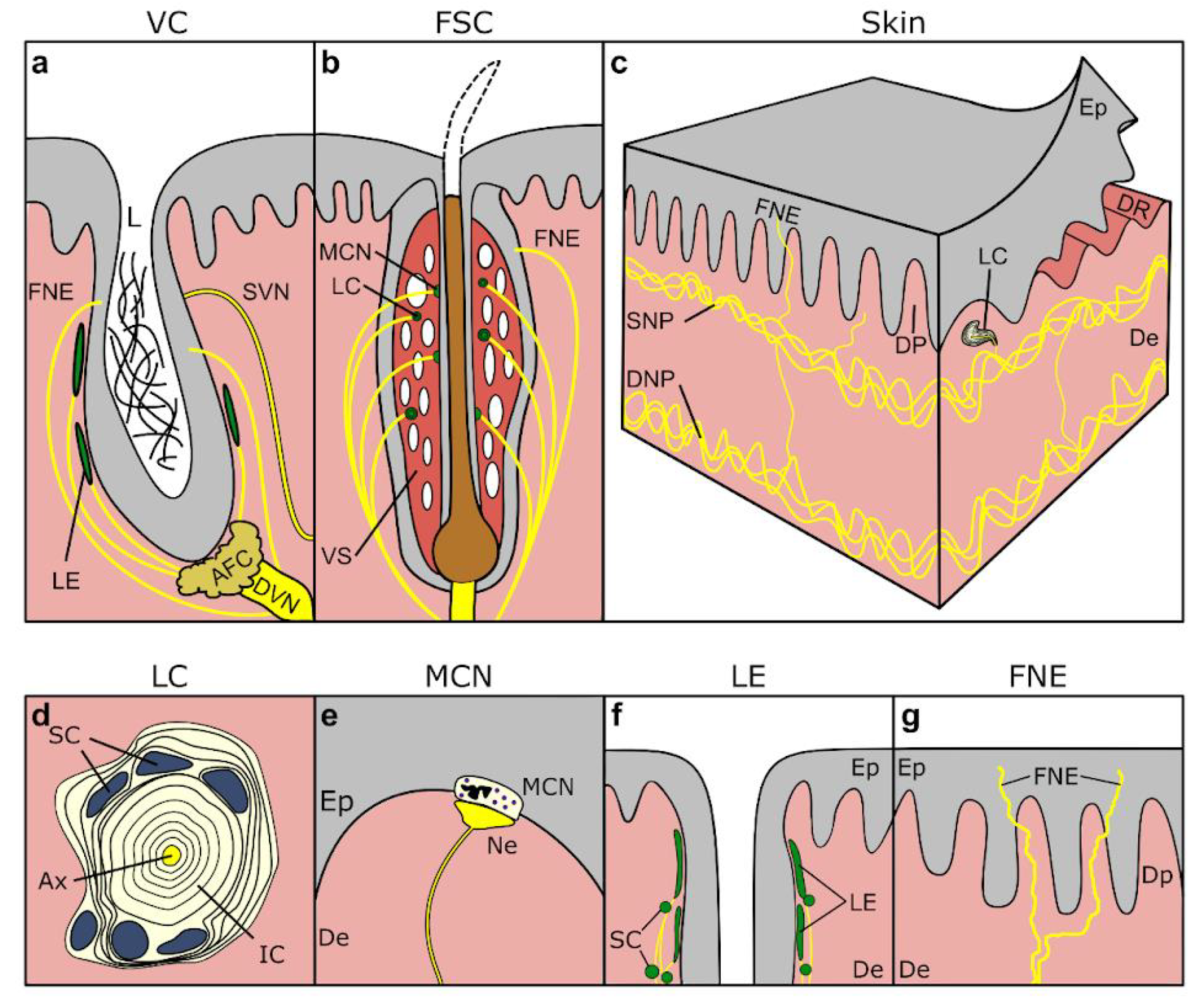 Animals 14 00066 g003b Animals 14 00066 g003b