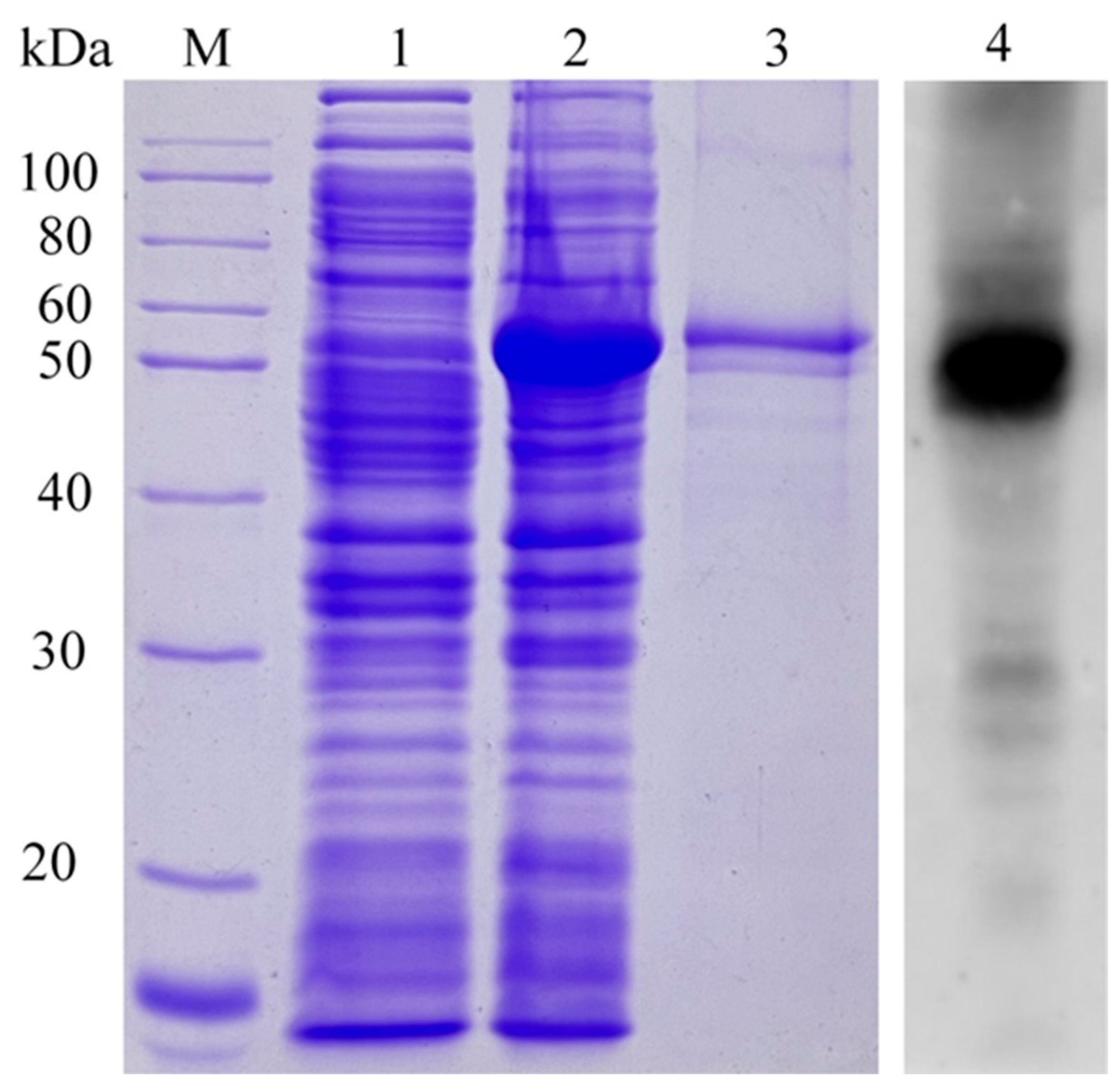 Animals 14 00118 g002