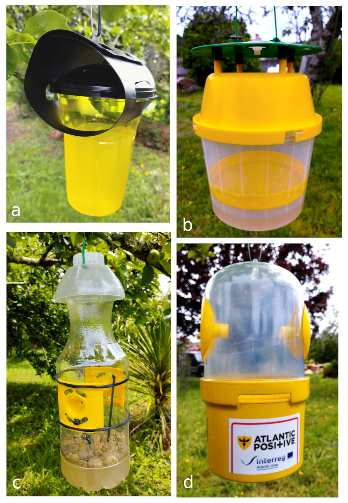 Animals | Free Full-Text | Comparison of Effectiveness and Selectiveness of  Baited Traps for the Capture of the Invasive Hornet Vespa velutina