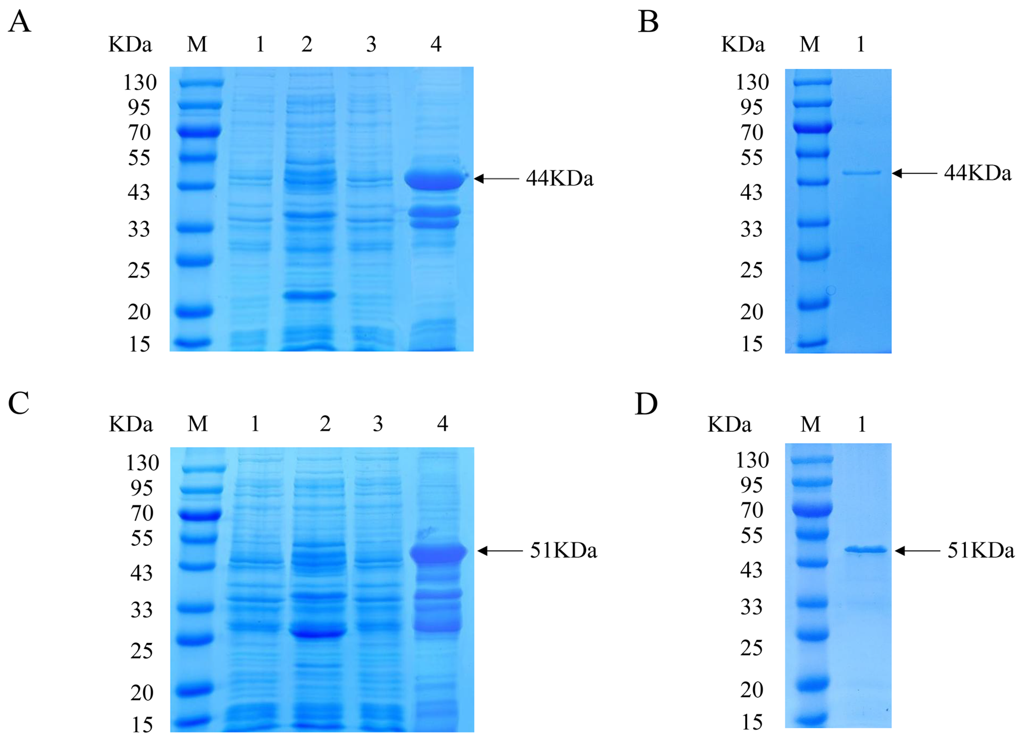 Animals | Free Full-Text | Preparation of Monoclonal Antibodies against the  Capsid Protein and Development of an Epitope-Blocking Enzyme-Linked  Immunosorbent Assay for Detection of the Antibody against Porcine  Circovirus 3