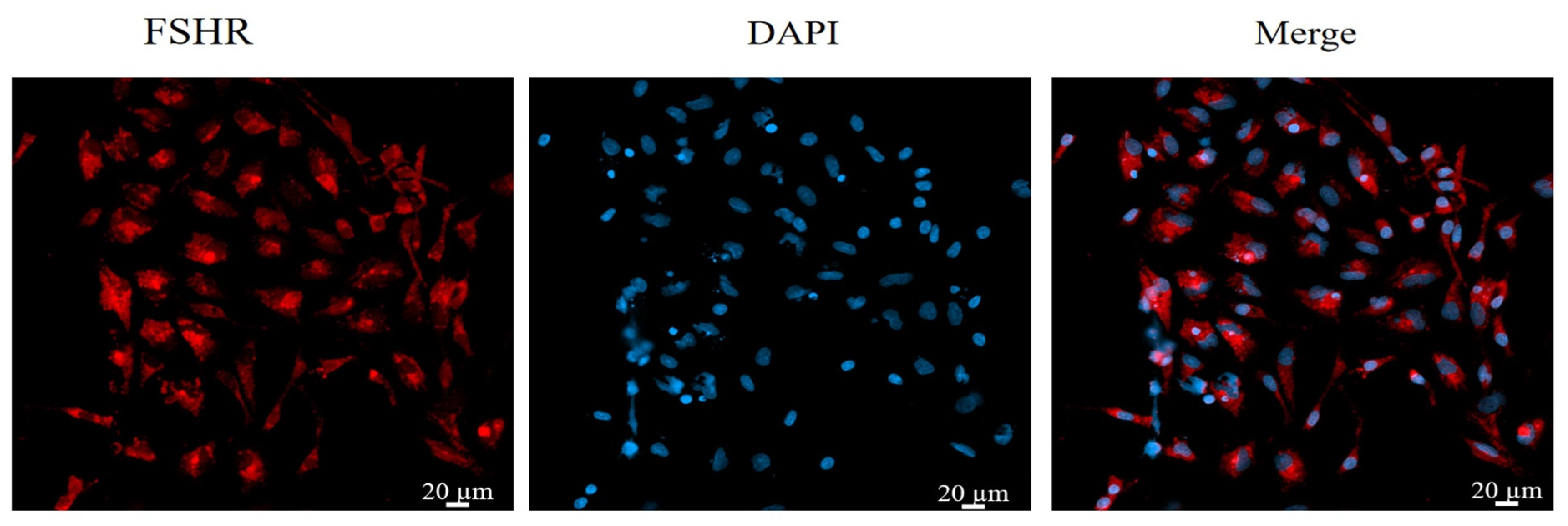 Animals 14 00240 g001