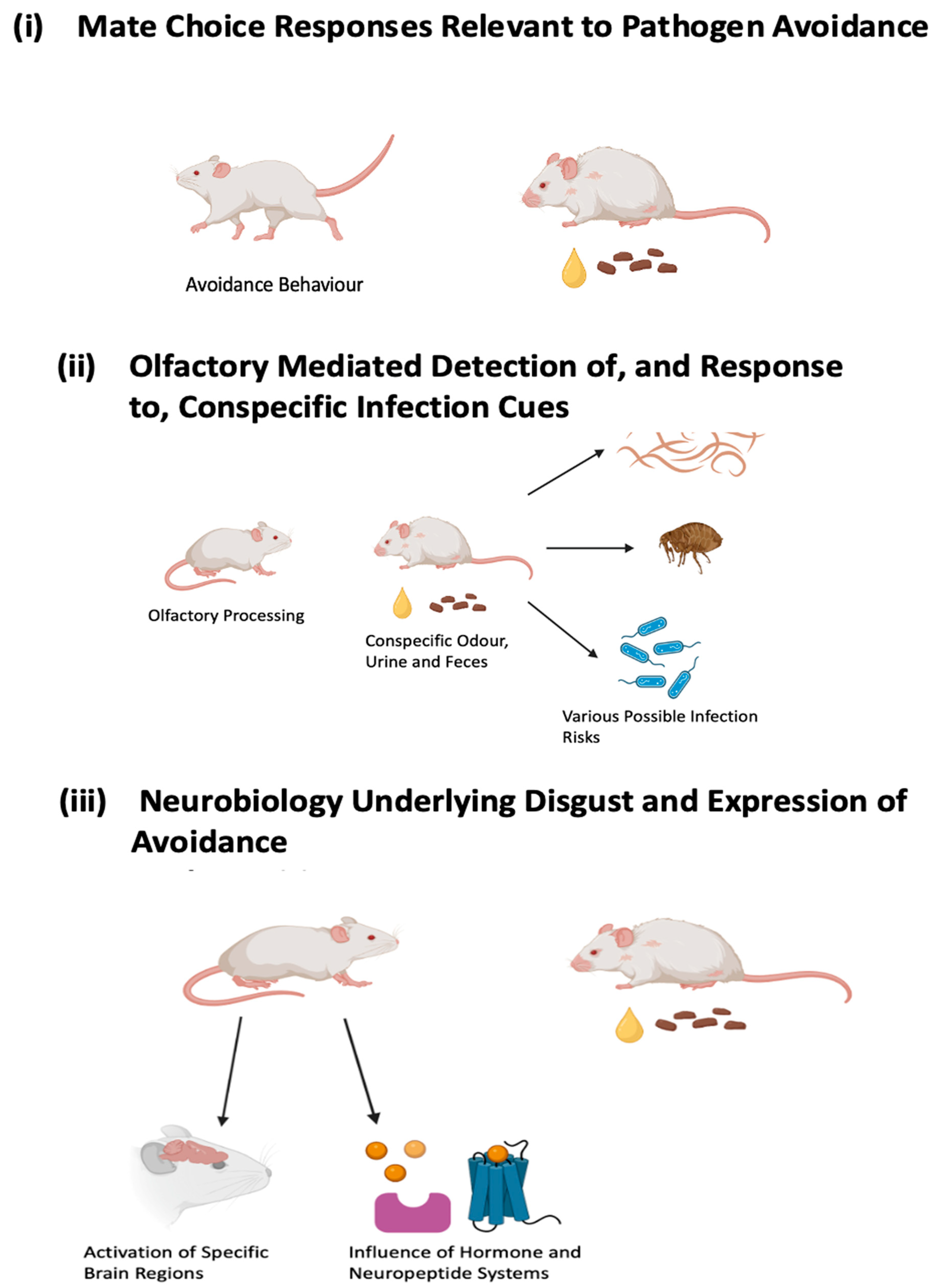 Animals | Free Full-Text | Neurobiology of Pathogen Avoidance and 