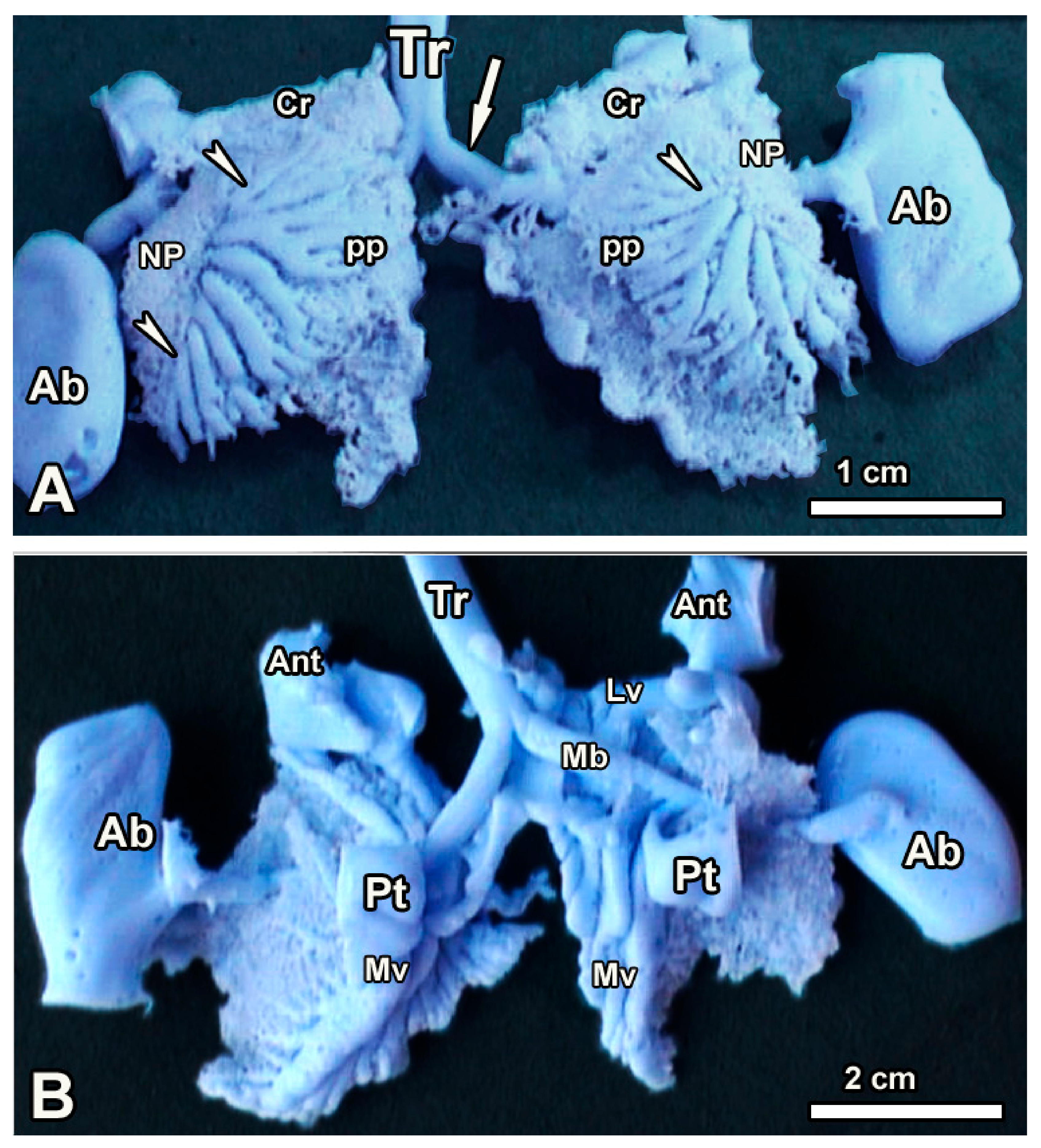 Animals 14 00316 g003