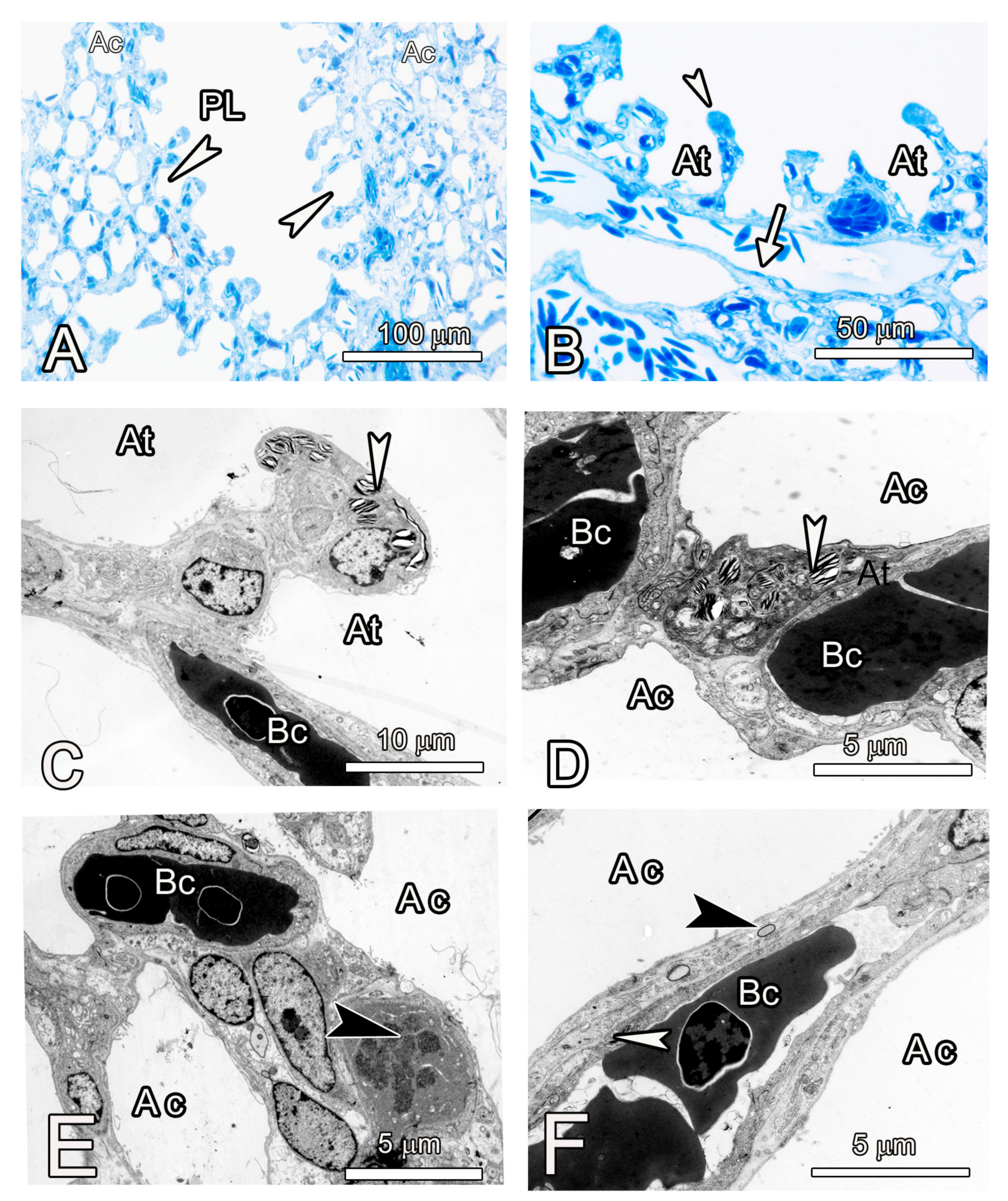 Animals 14 00316 g006