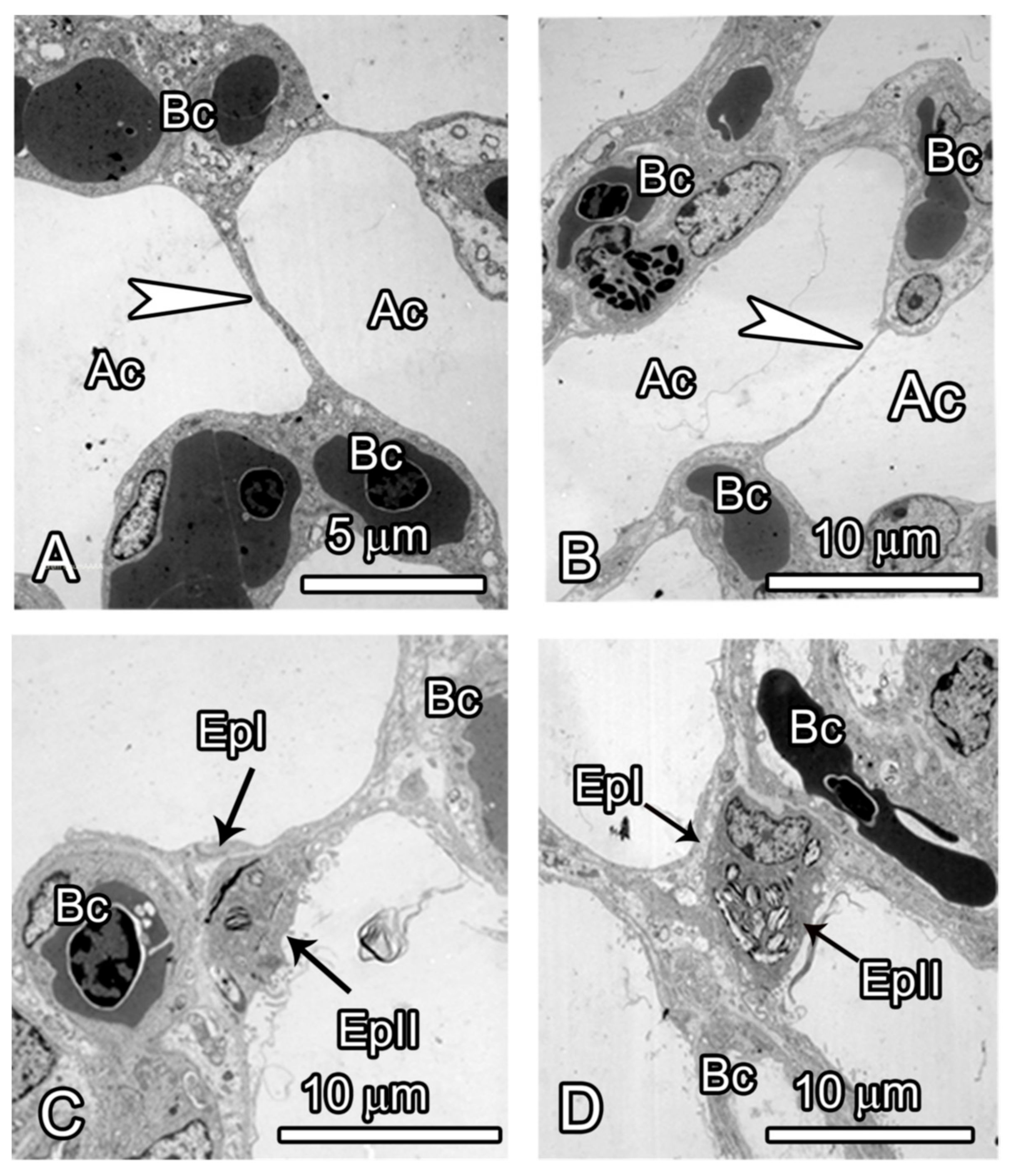 Animals 14 00316 g008