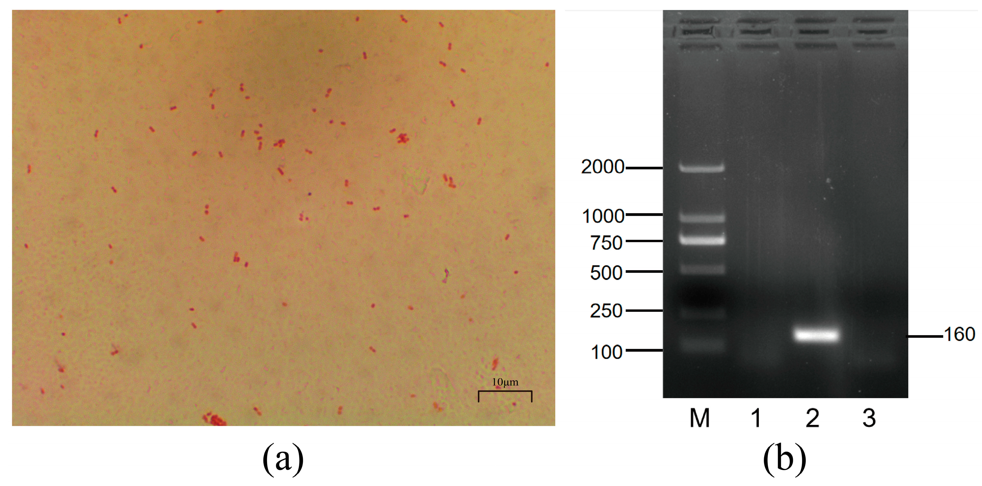 Animals 14 00317 g002