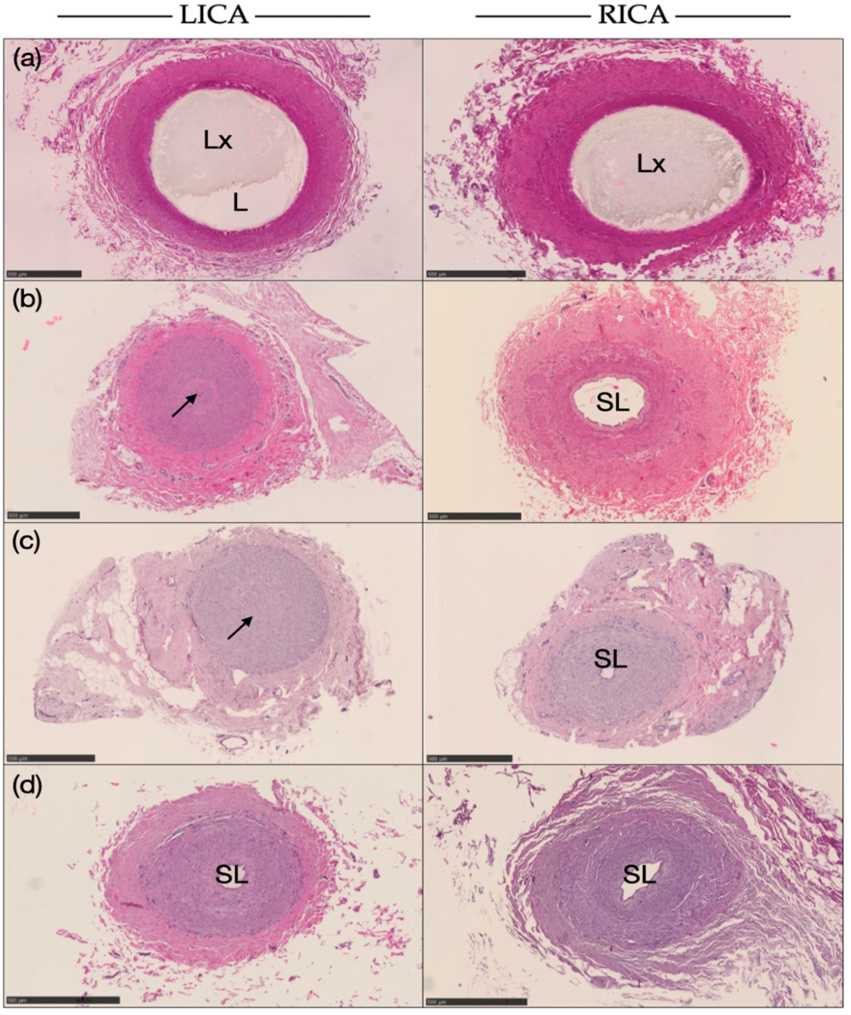 Animals 14 00365 g005 Animals 14 00365 g005